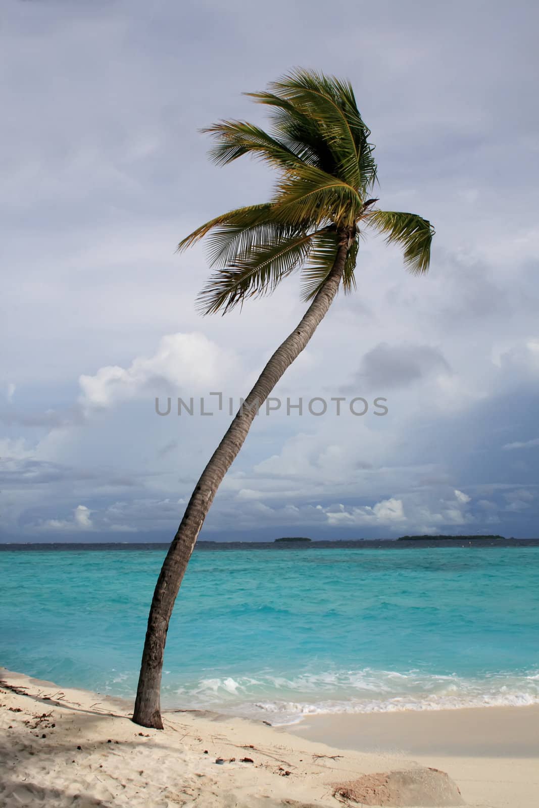 palm on the sandy beach