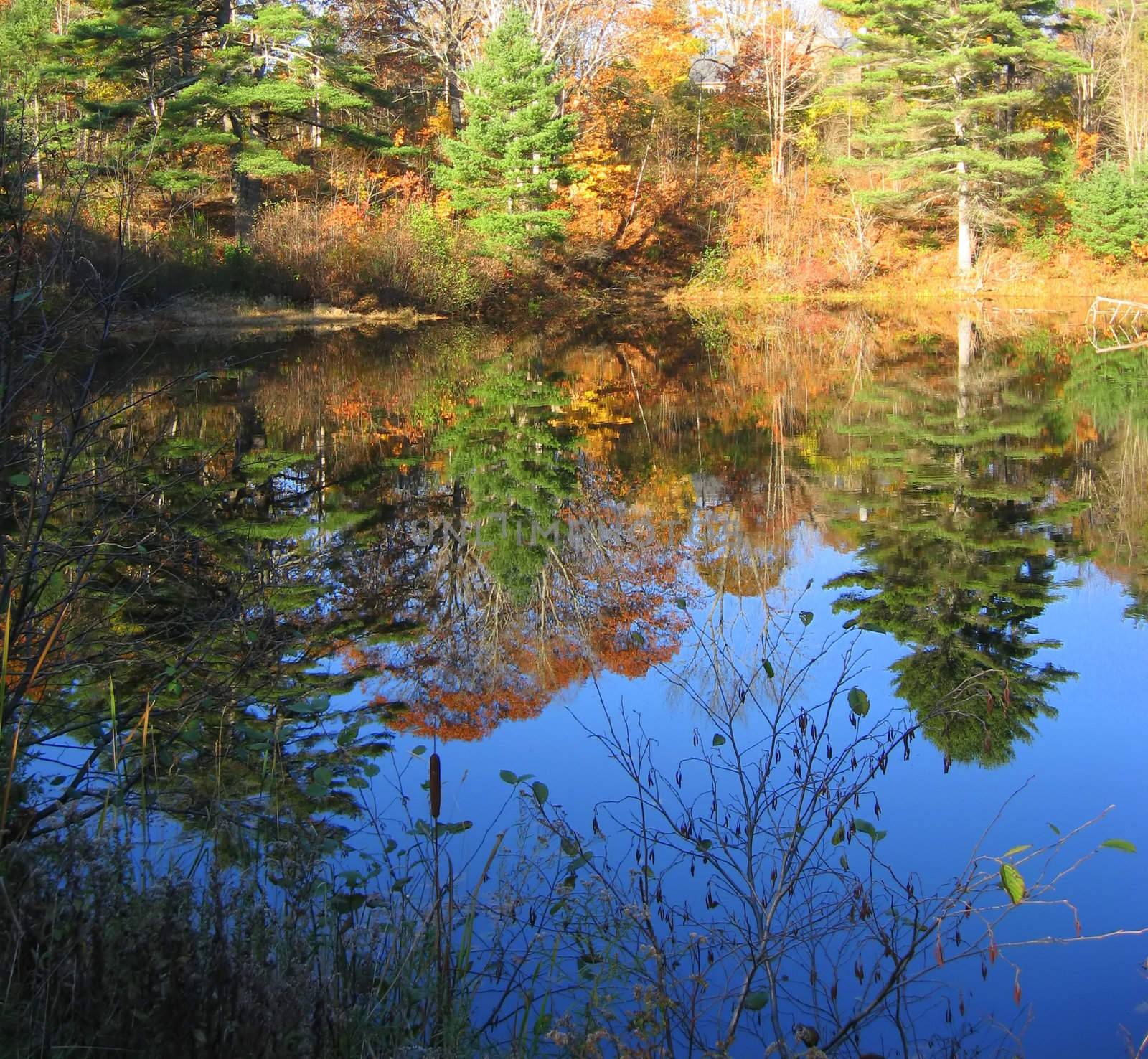 Reflection of Trees, Maine #3 by loongirl
