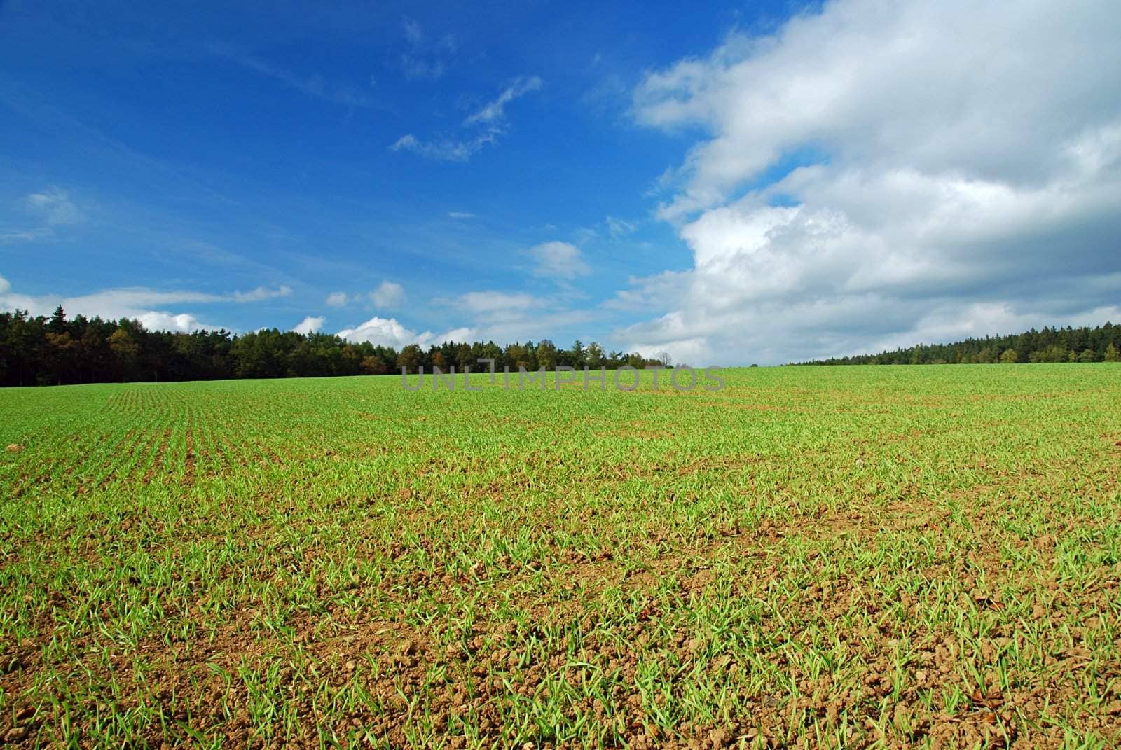 Early spring field with green grass and blue sky
