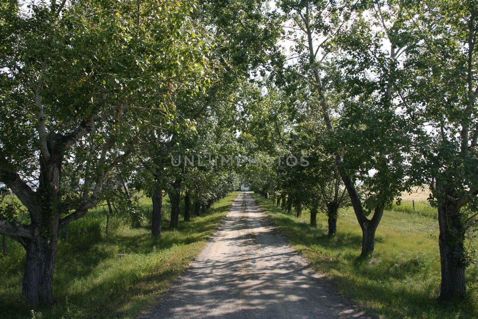 Rural road by tupungato