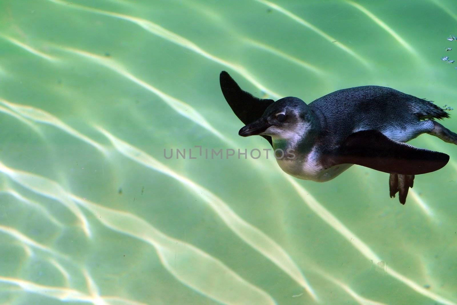 dwarf penguin