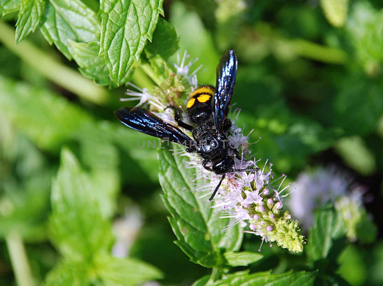 Huge wasp is collecting polen from the pink flower