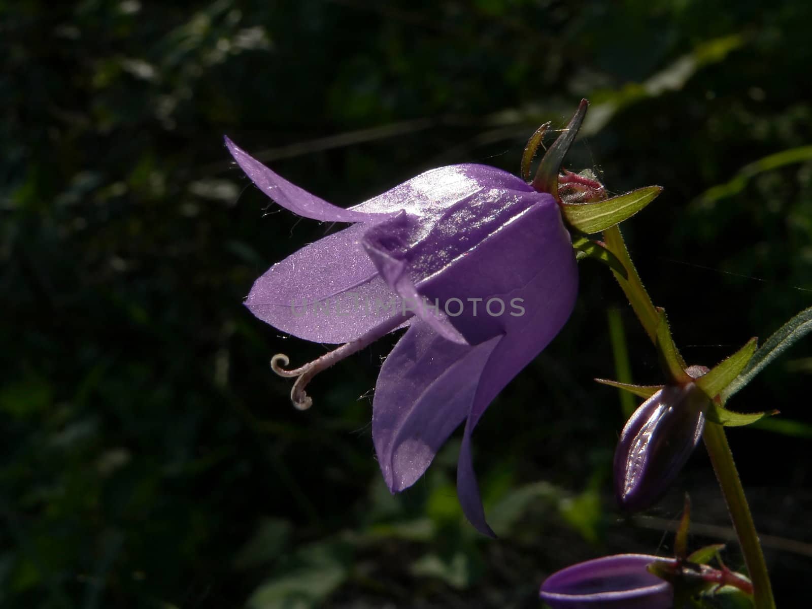 Flower bluebell in the spring forest. Macro view.