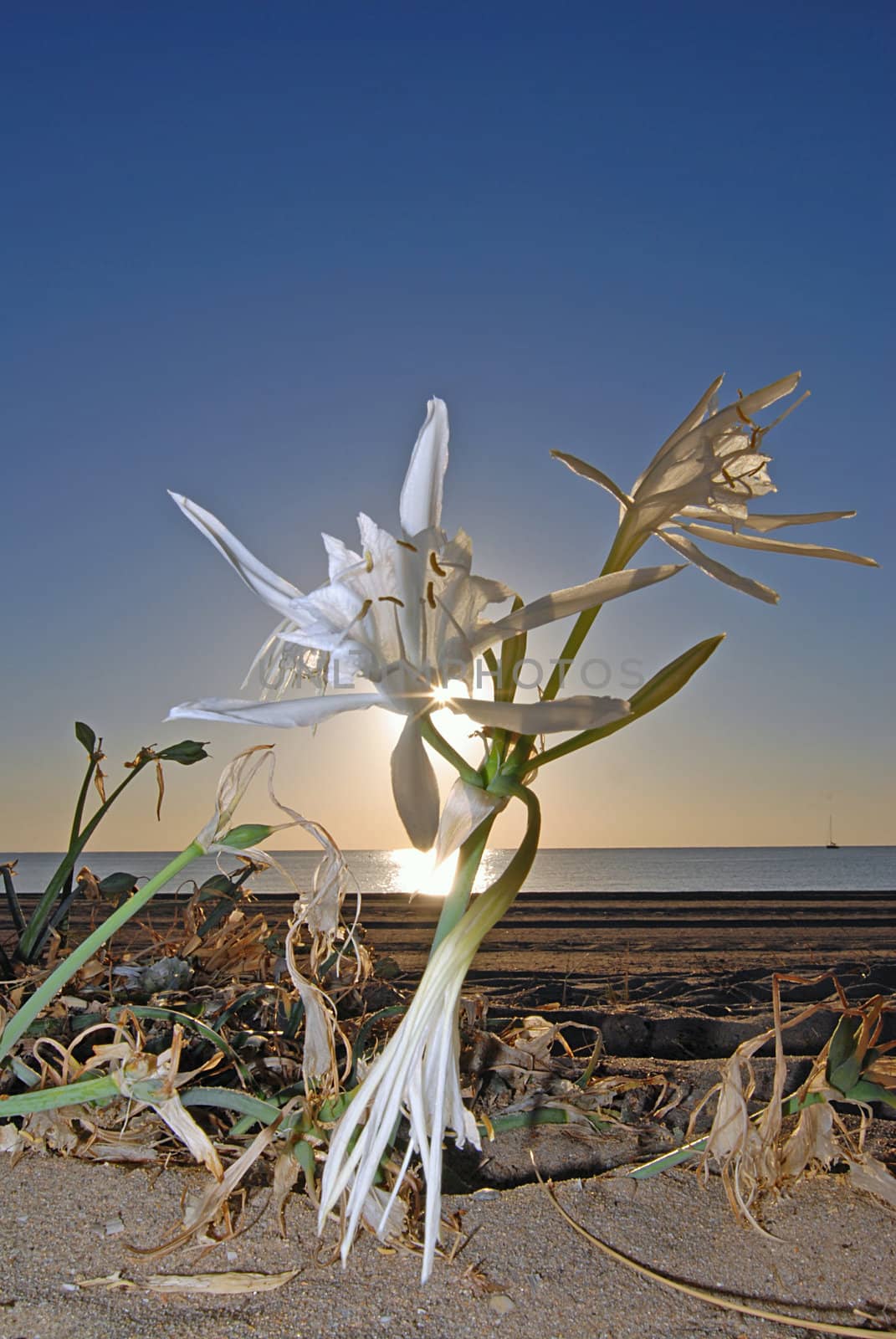 Beautiful desert lily growing on the beach with sun rays through petals