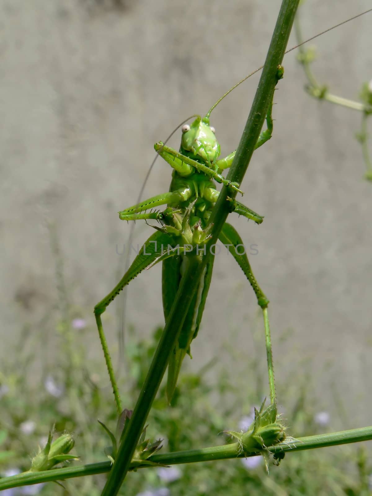 Grasshopper  by ichip