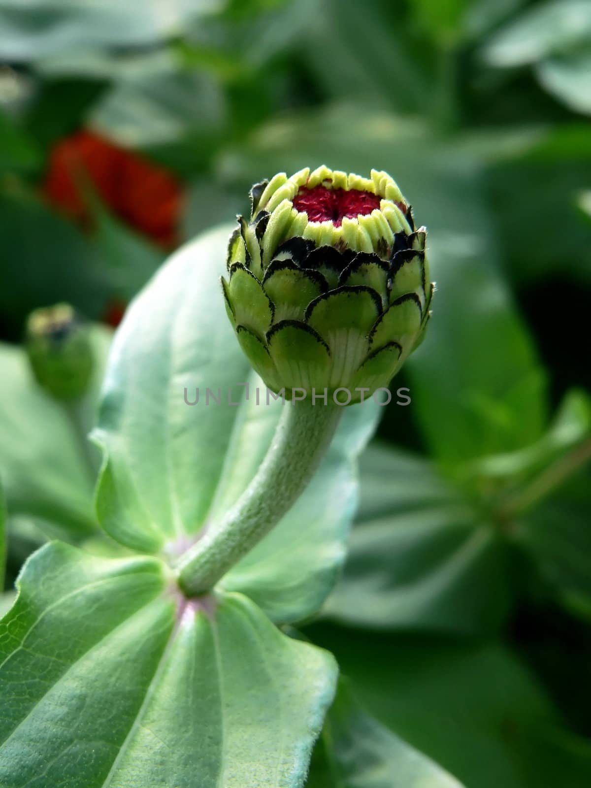 Green bud of the flower 