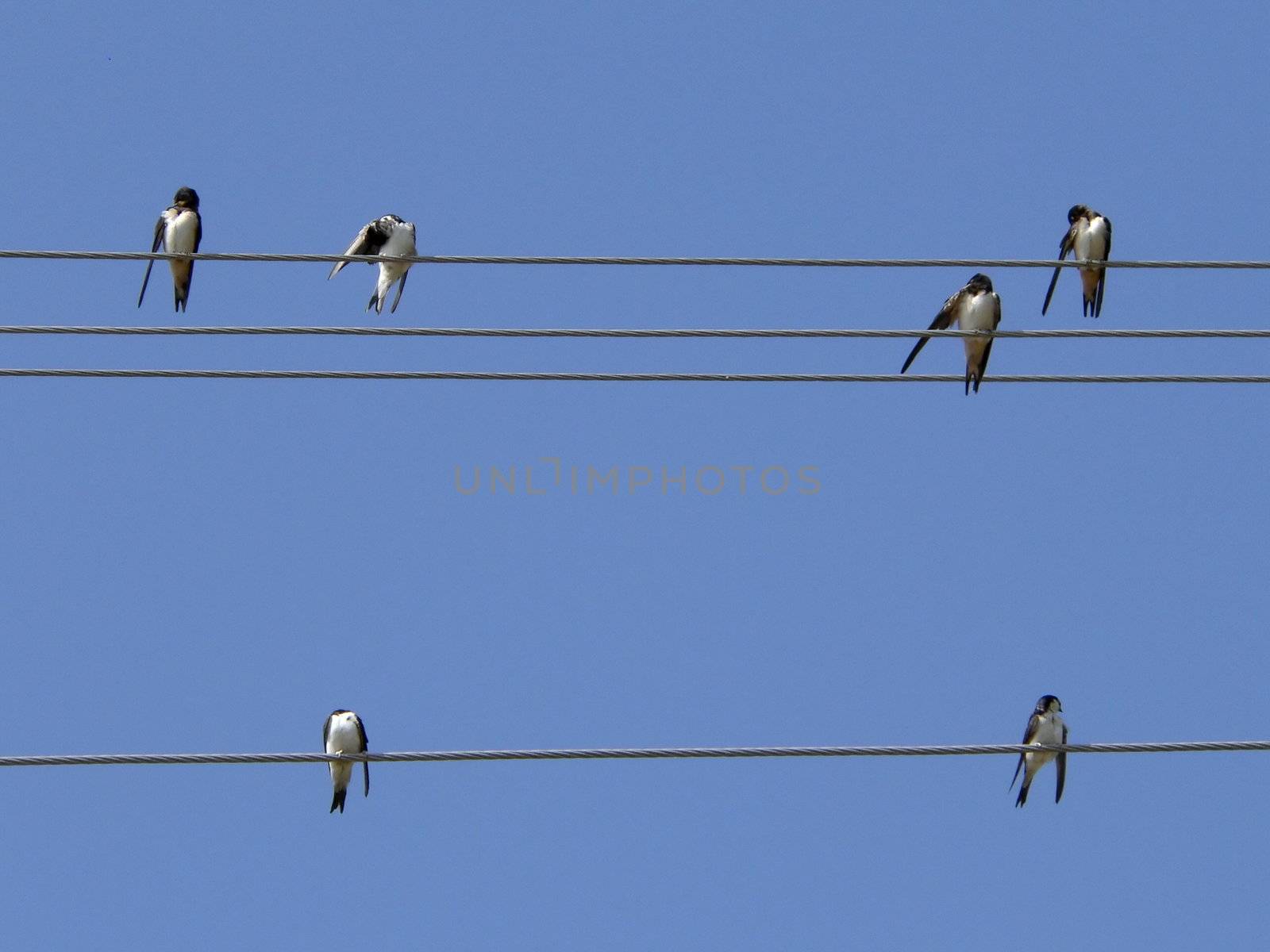 Music figure (Birds on wires on sky background) 
