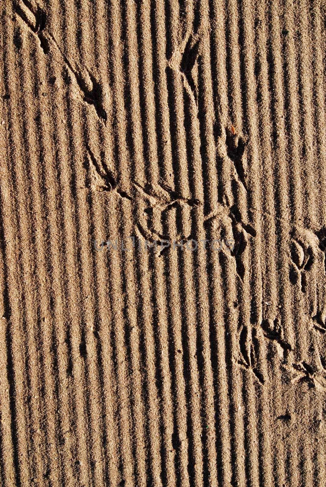 After raking the sand of beach the pattern was demaged by birds

