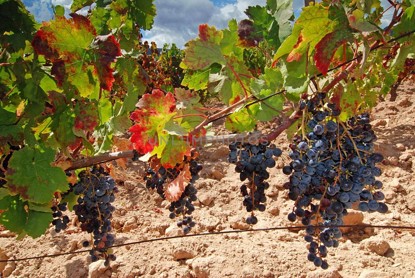 Vineyard with rape red grapes and beautiful leaves full of color