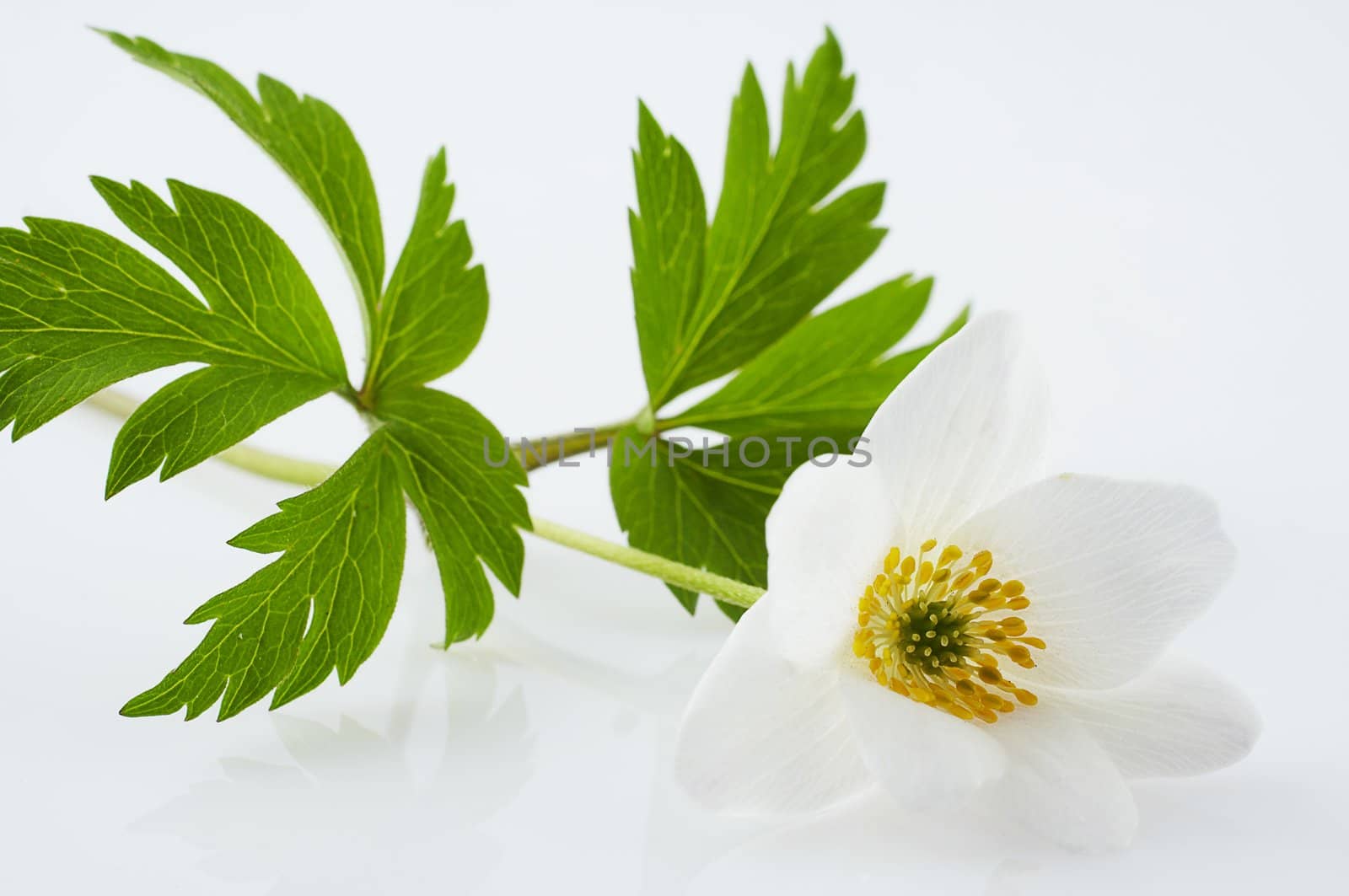 Wood anemone on white background