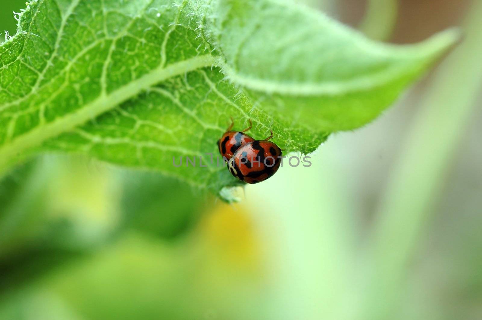 Two spotted ladybirds mating on green leaf