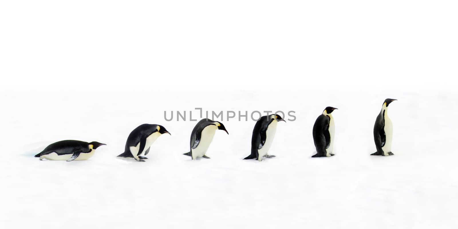 Penguin Evolution by Freezingpictures