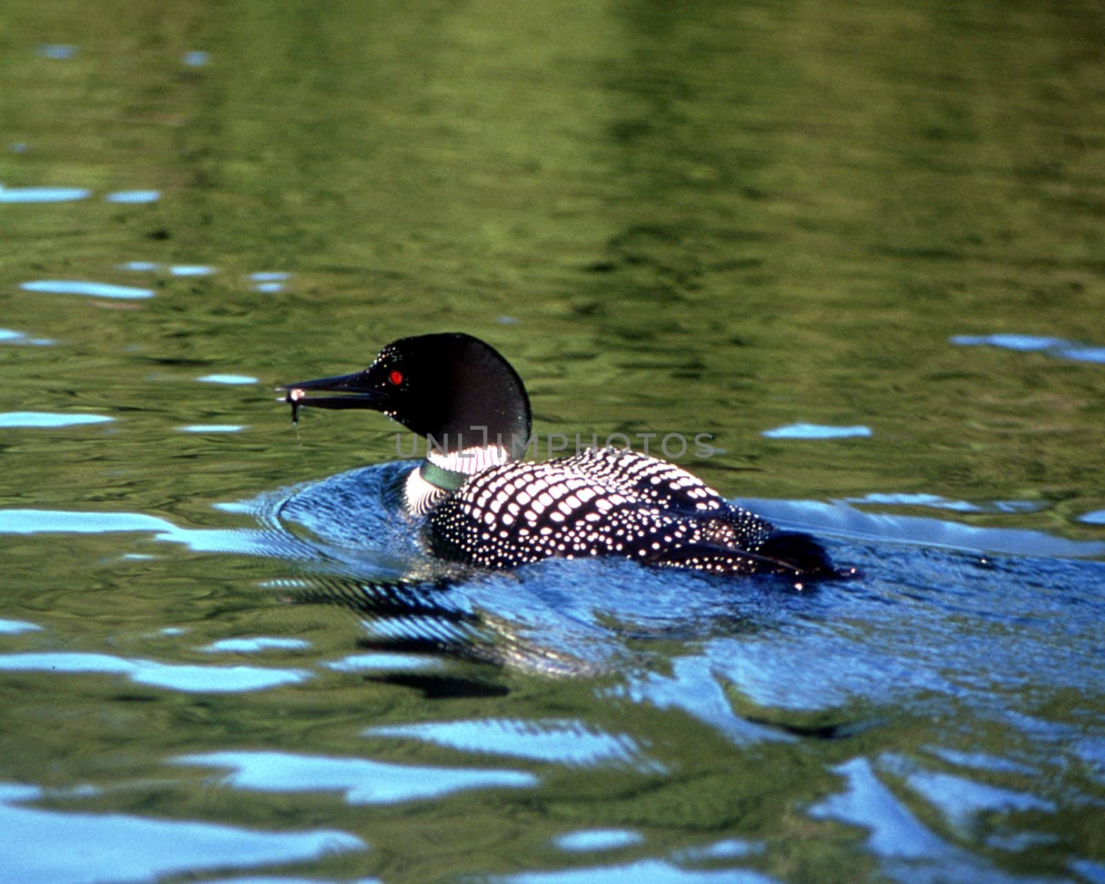 An endangered Common Loon enjoys a small fish it has caught.  