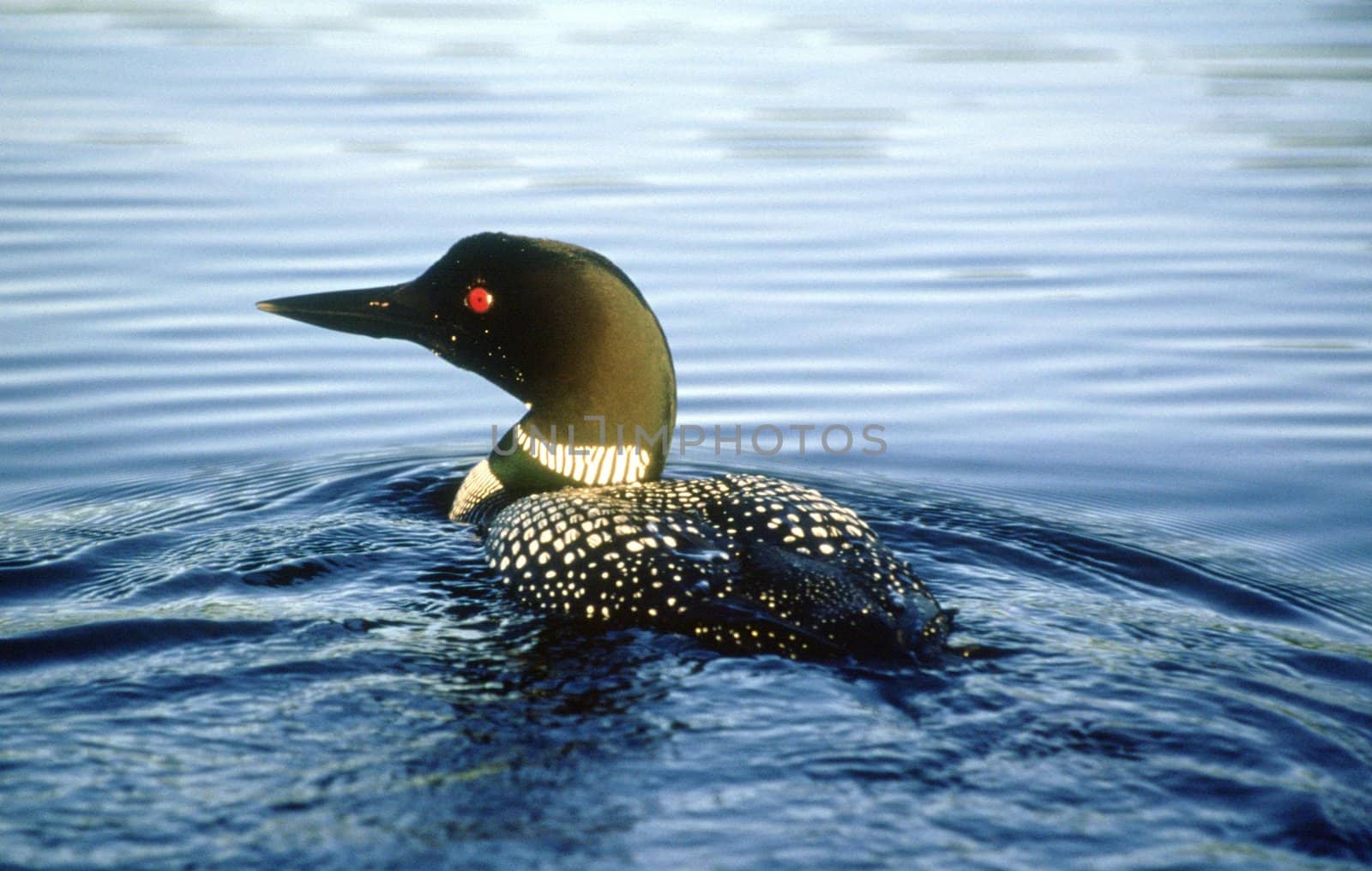 An endangered Common Loon swims quietly into the calm water of a lake during the evening.