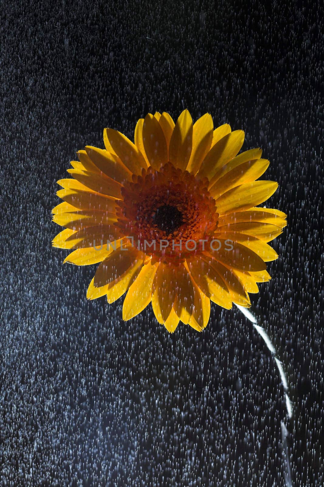 macro of a gerber daisy with water droplets on the petals