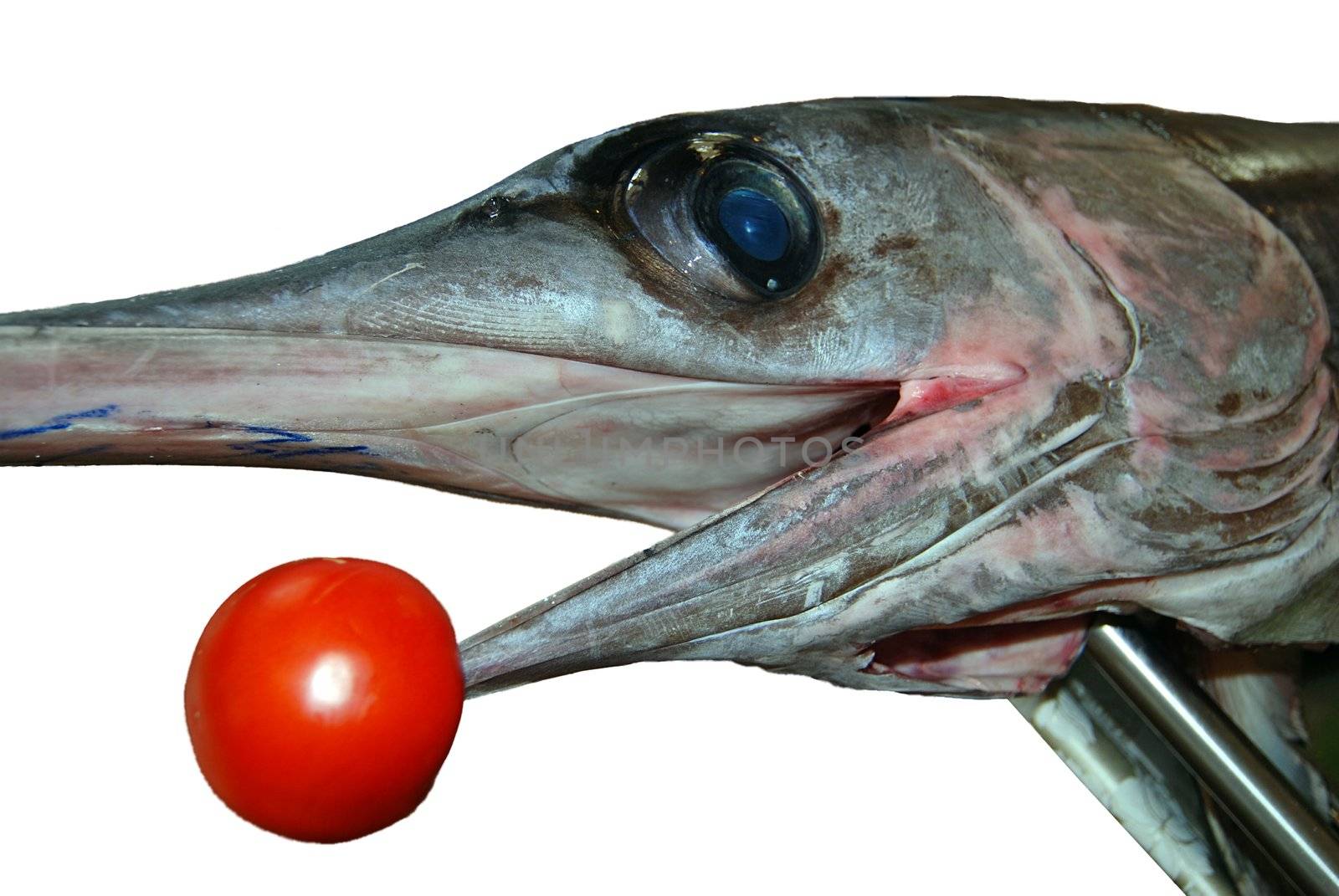 Detail of fresh swordfish head with tomato isolated