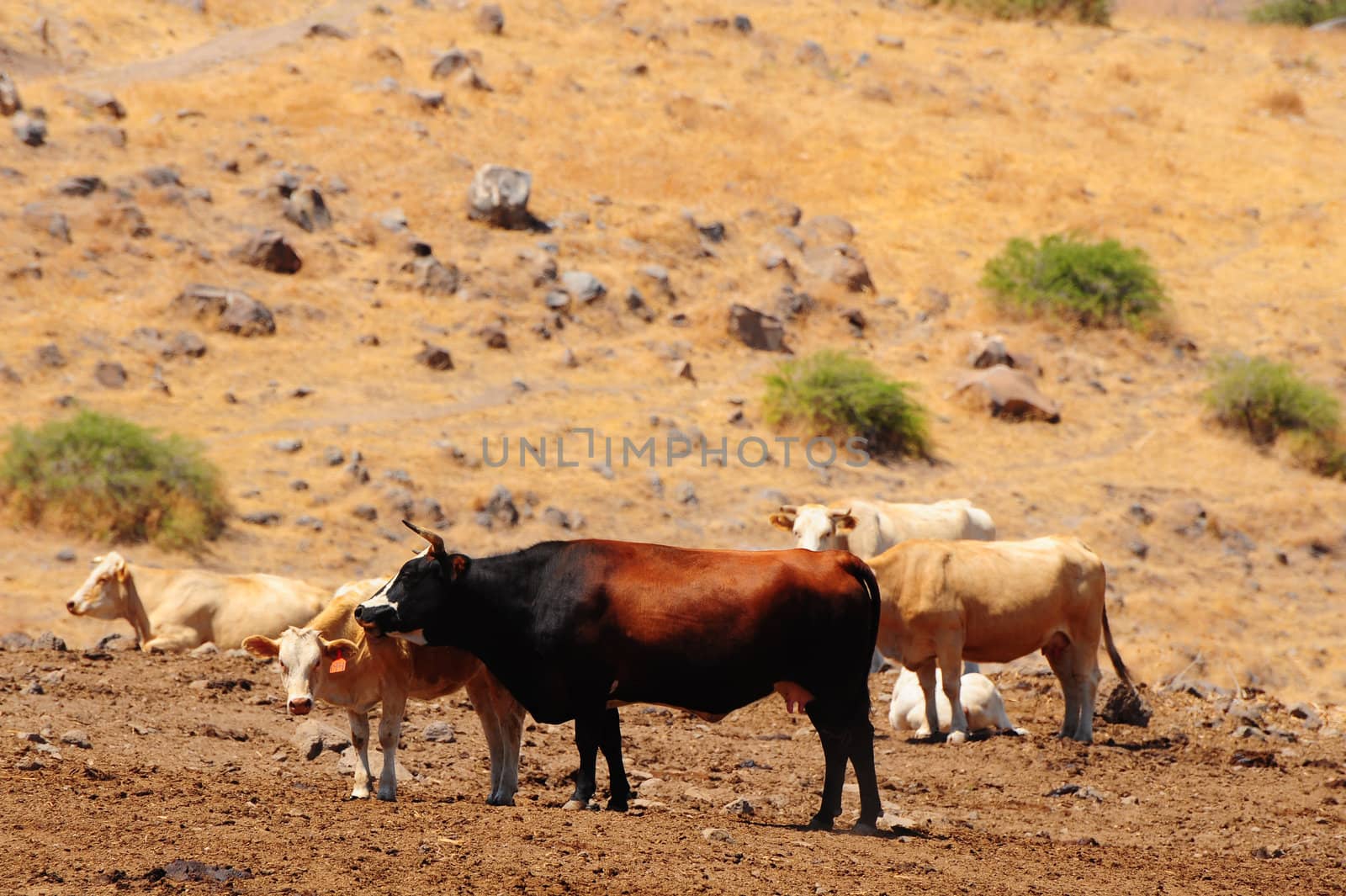 Landscape Of Galilee Mountains With Herb Of Cows On The Pasture.