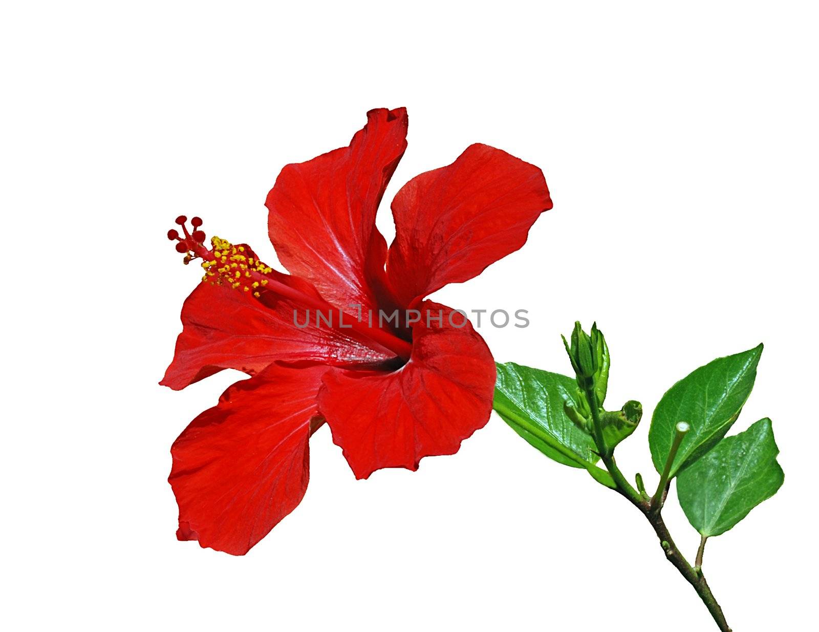 Red hibiscus flower with leaves isolated on the white