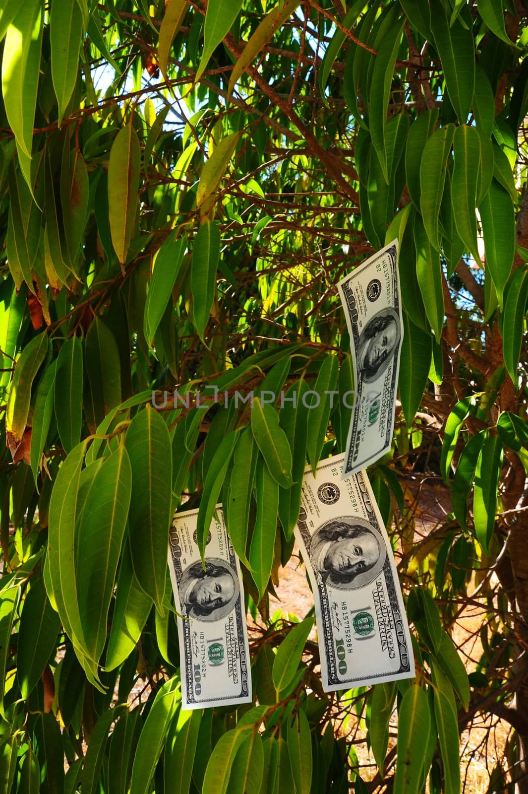 One Hundred Dollar Bills Growing On The Begonia  Tree 