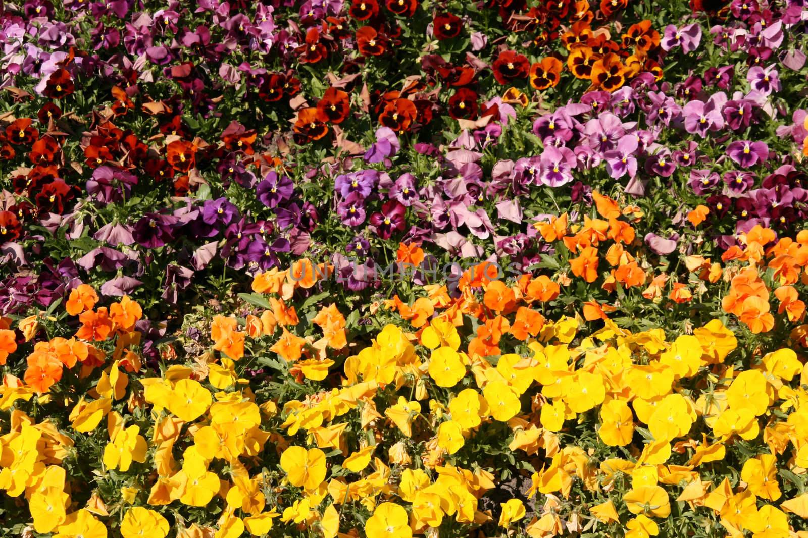 Colorful flowers. Beautiful pansy carpet.