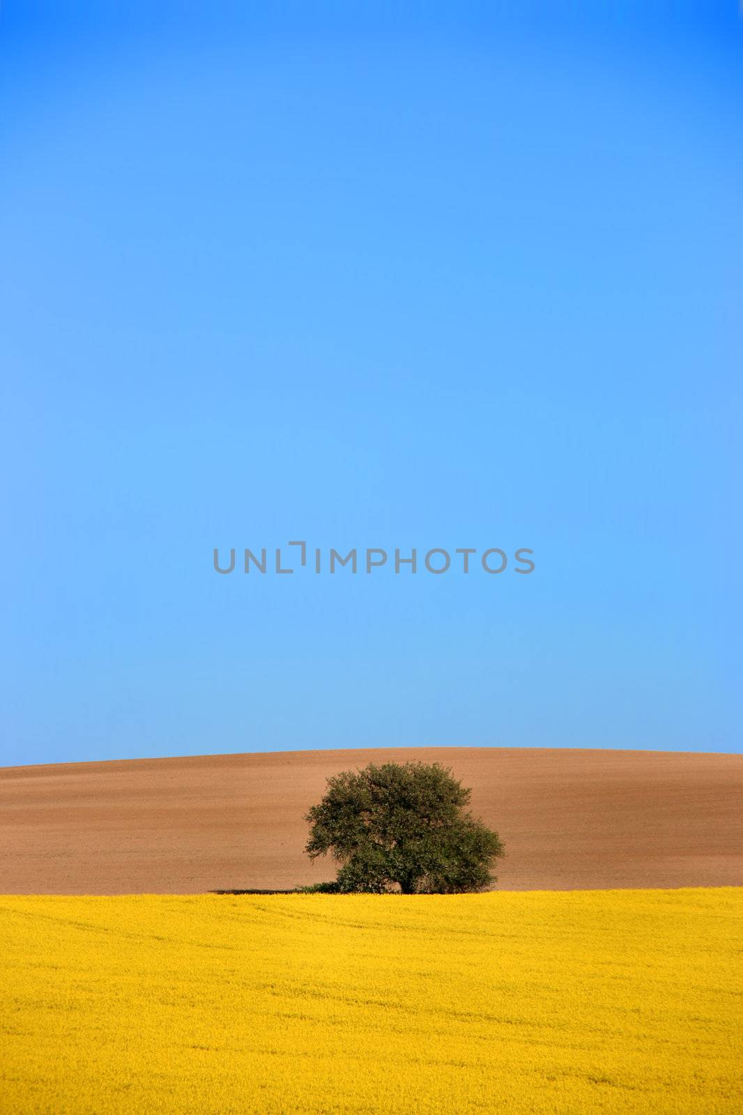 Beautiful idyllic landscape. Village in Slovakia. Canola fields and a lonely tree.
