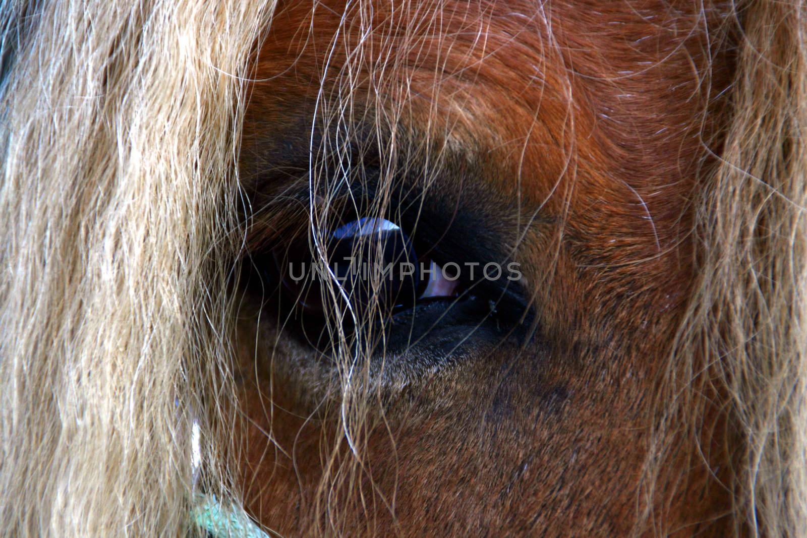 haflinger lashes