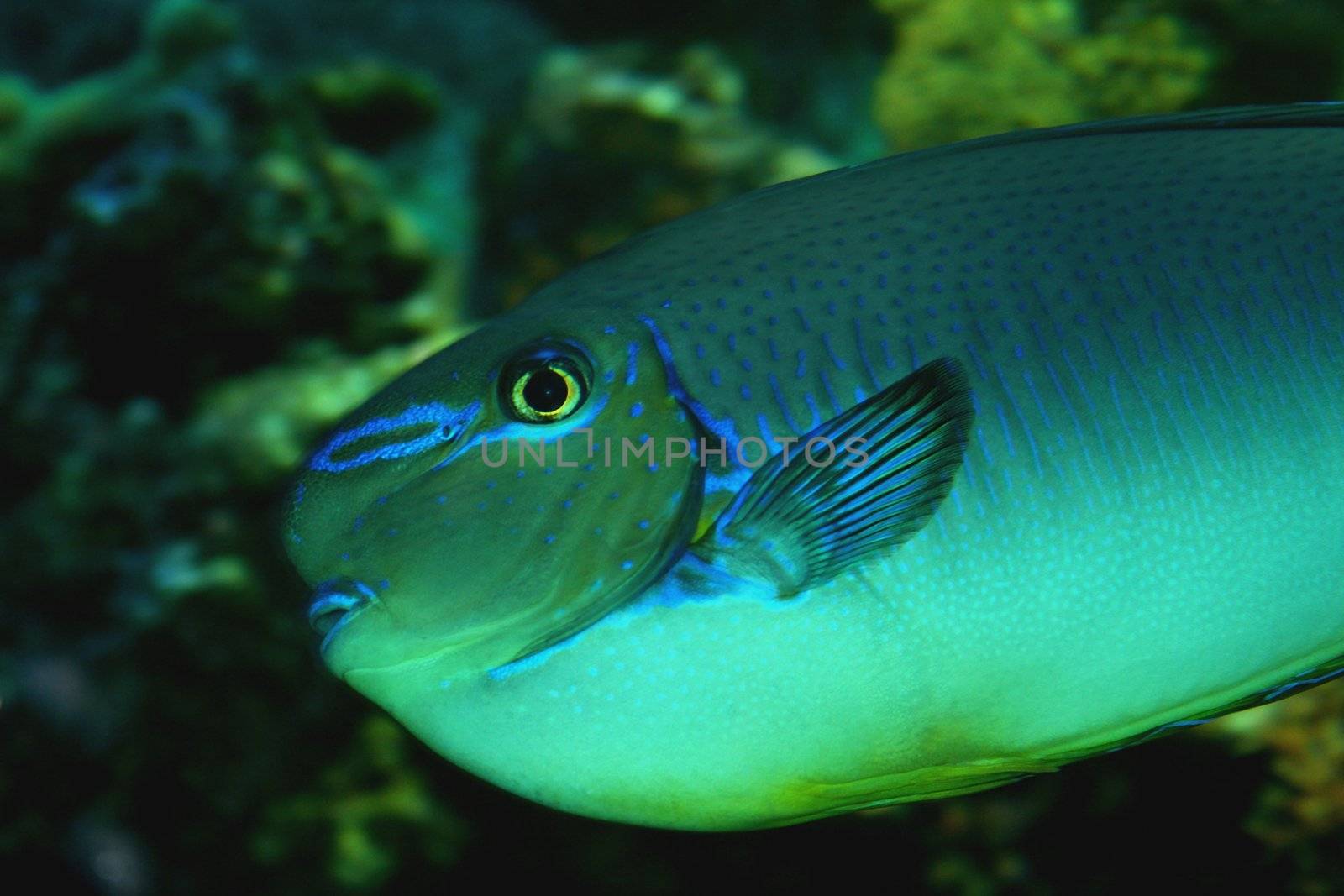 parrot fish