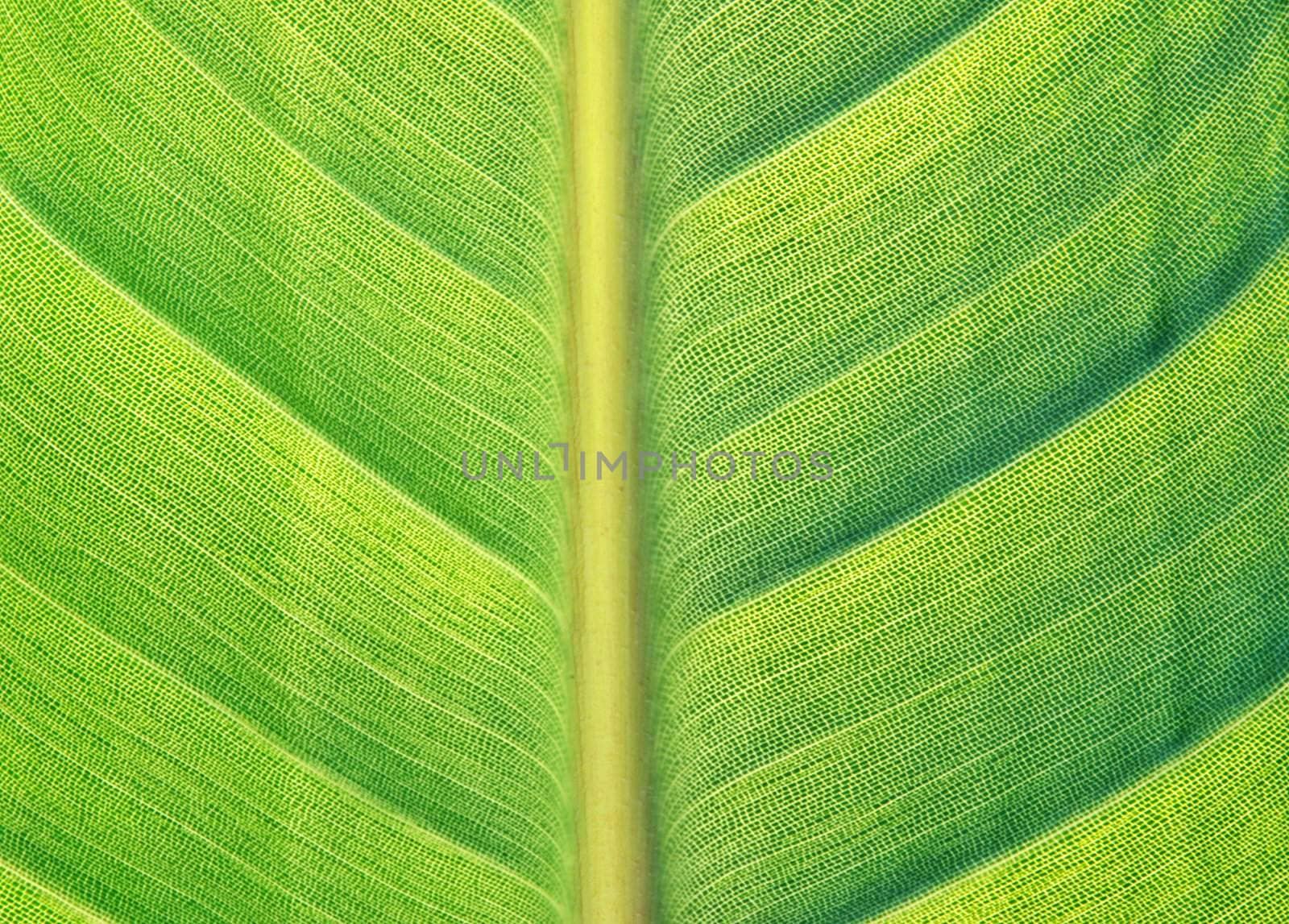 Green leaf texture - macro detail with structure