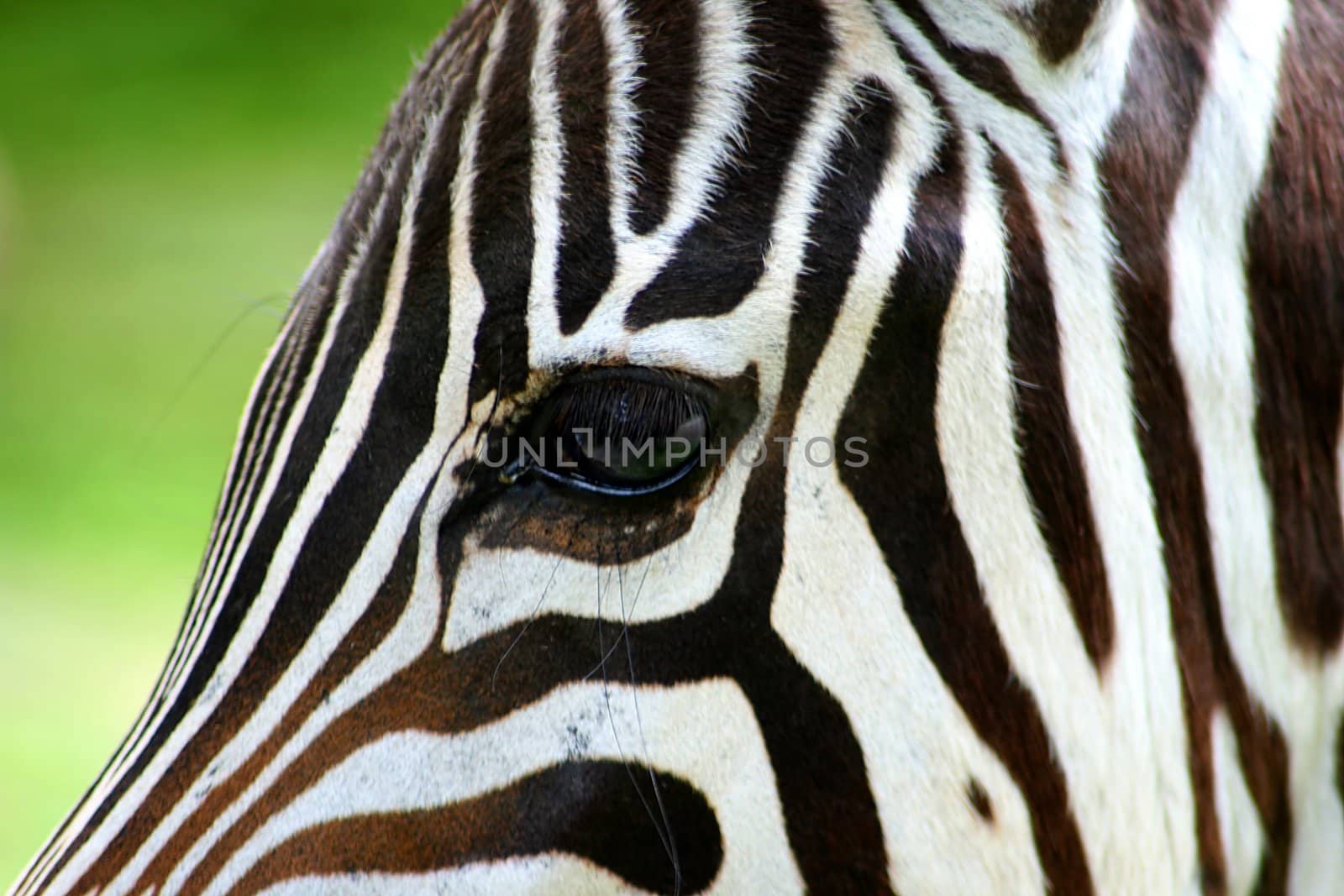 Zebra