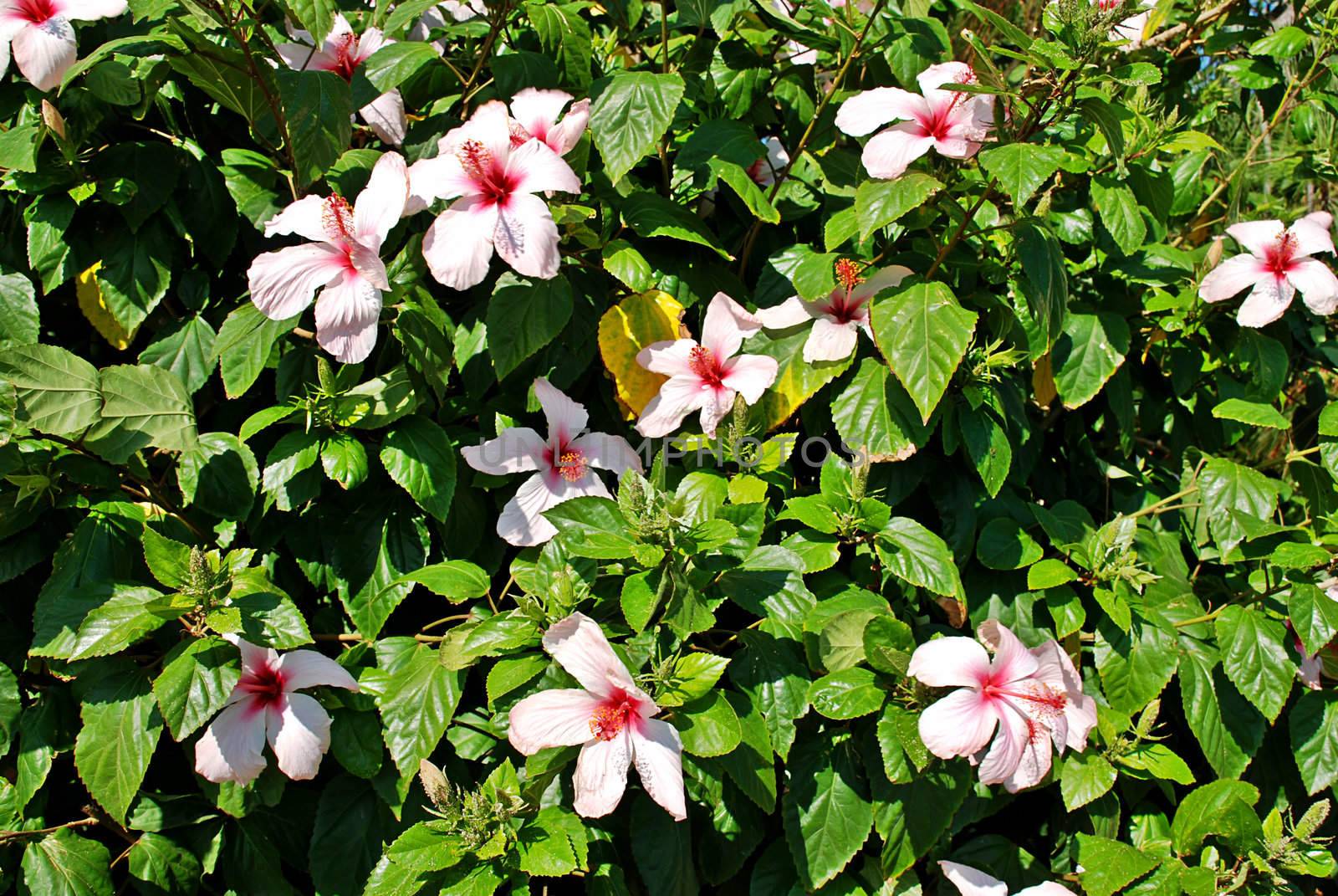 White hibiscus tree - natural flower texture