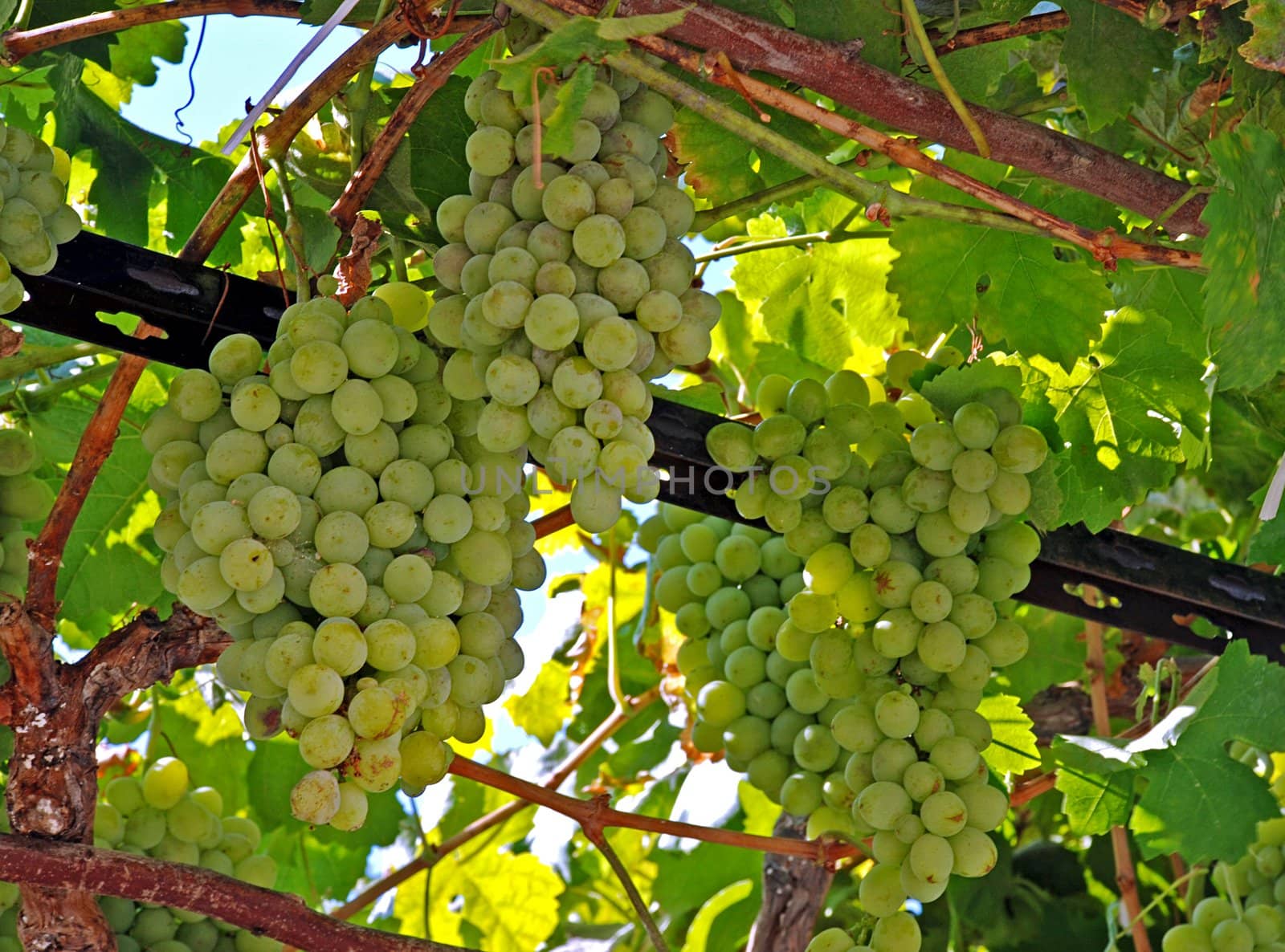 Wine grapes of Chardonnay type in te vineyard