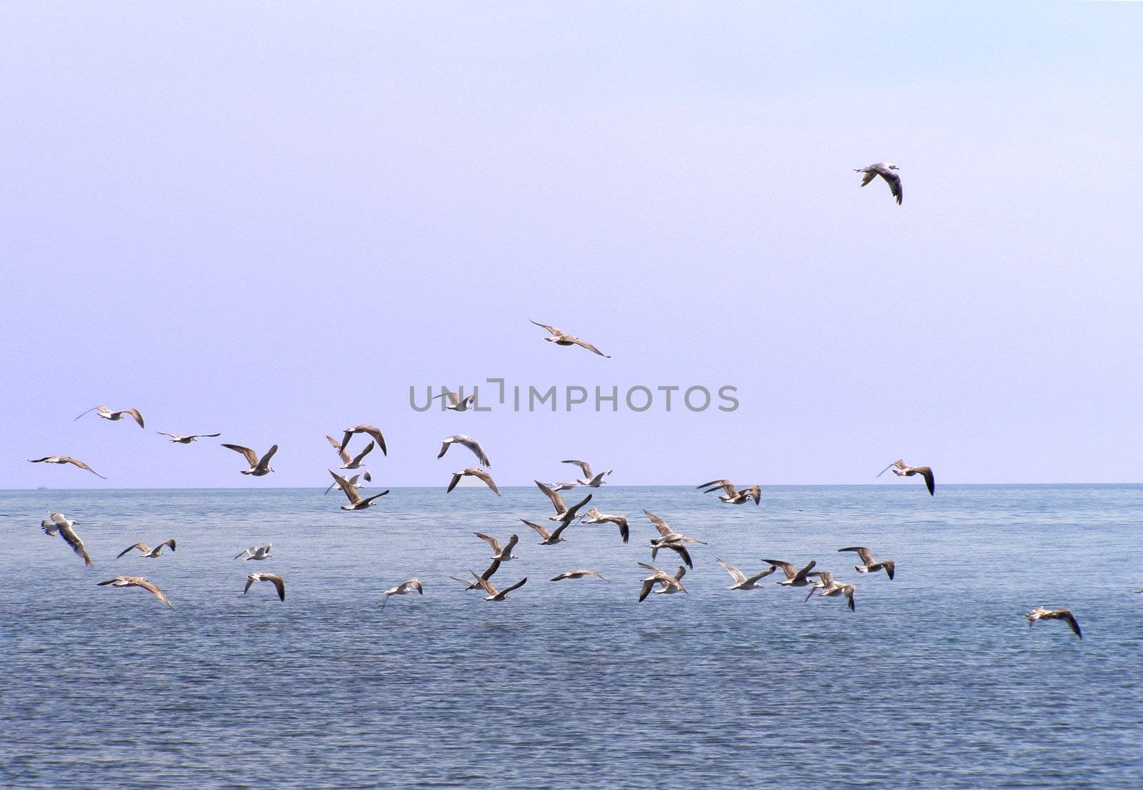 Sea birds by KadunmatriX