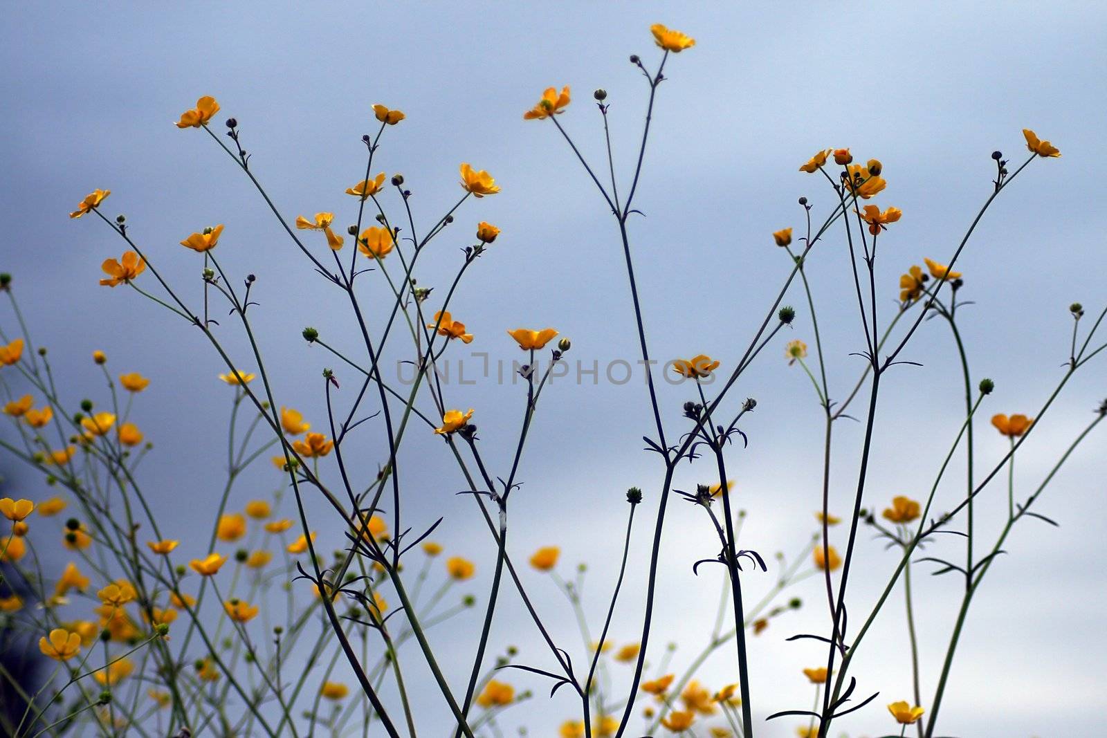 yellow flowers