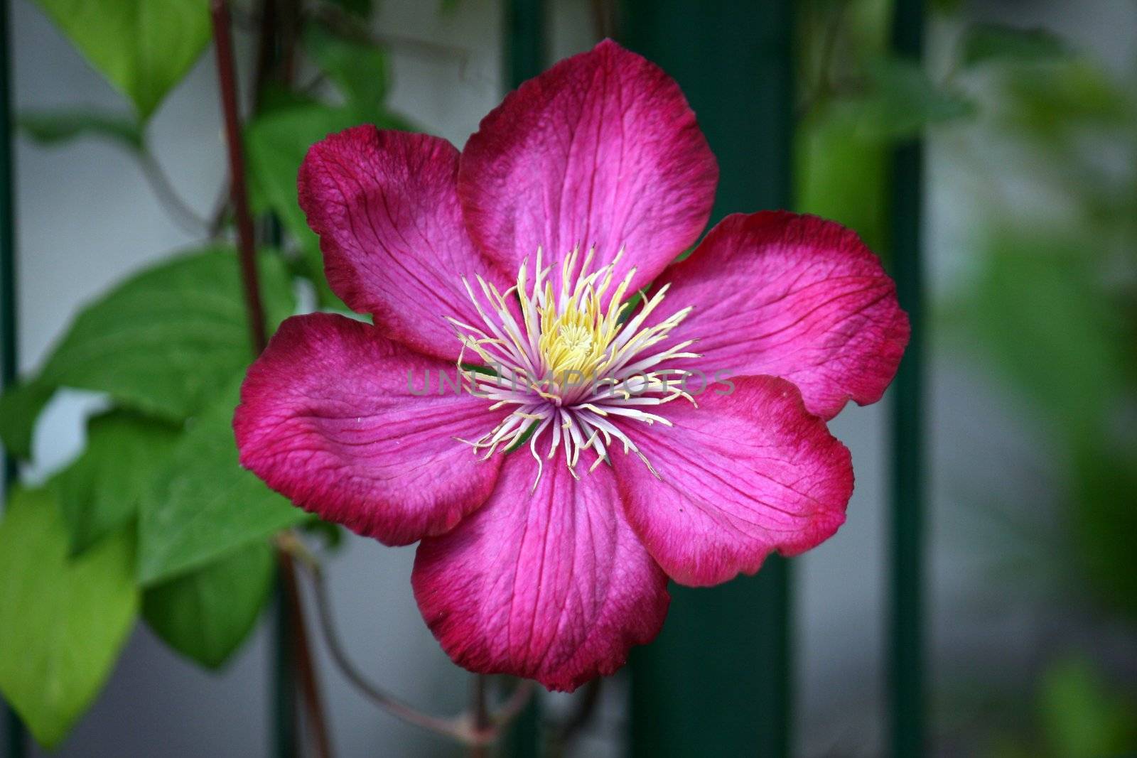 Clematis