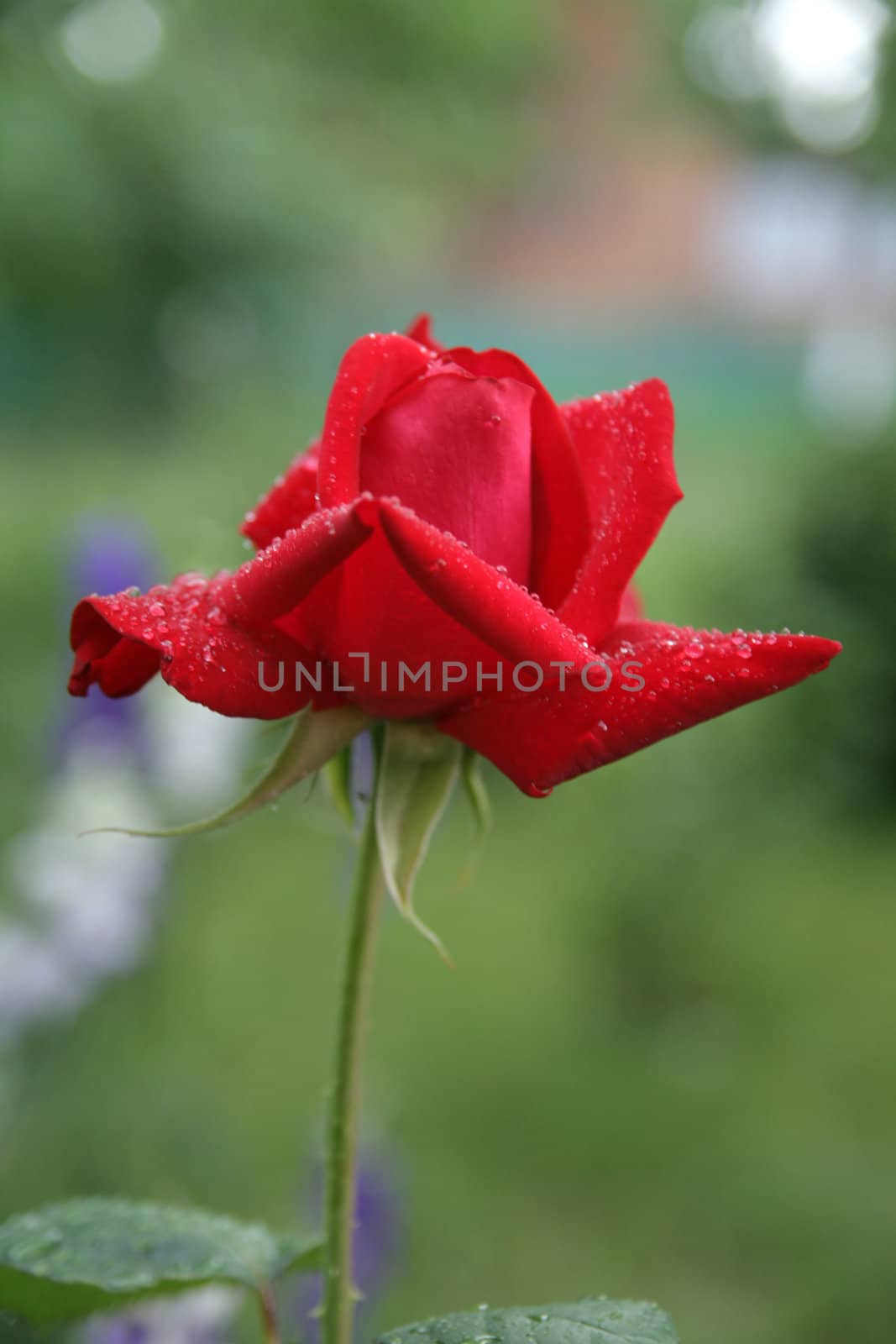 Red rose on a green background with dewdrops