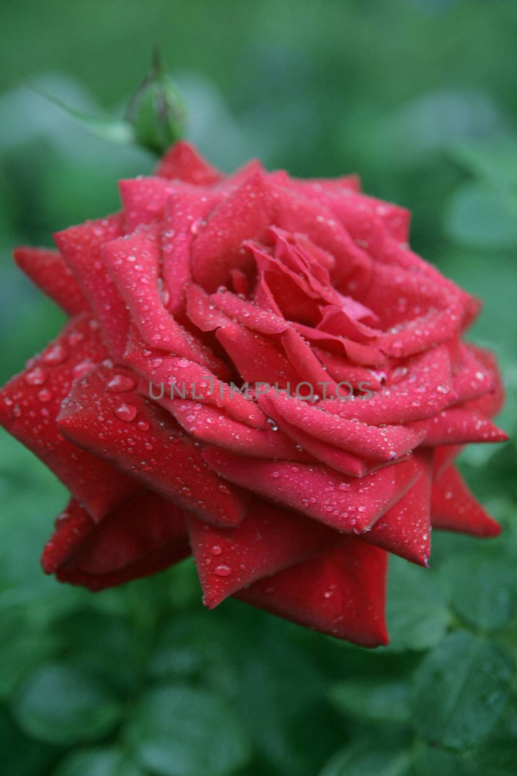 Red rose by KadunmatriX