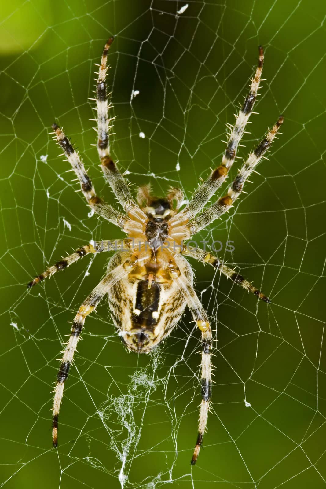 Close up of spider on net