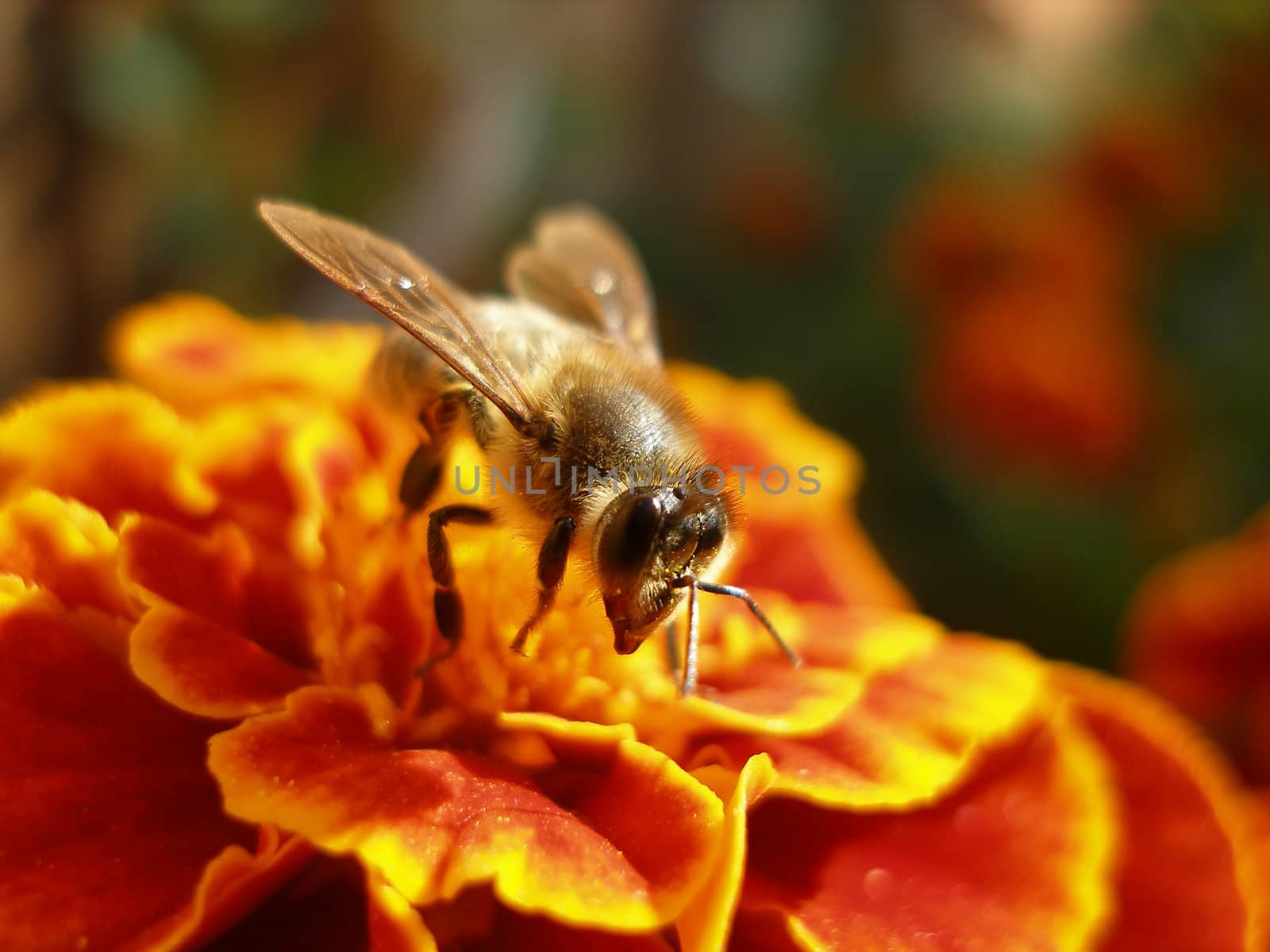 the small amusing bee sits on a flower and puts nectar