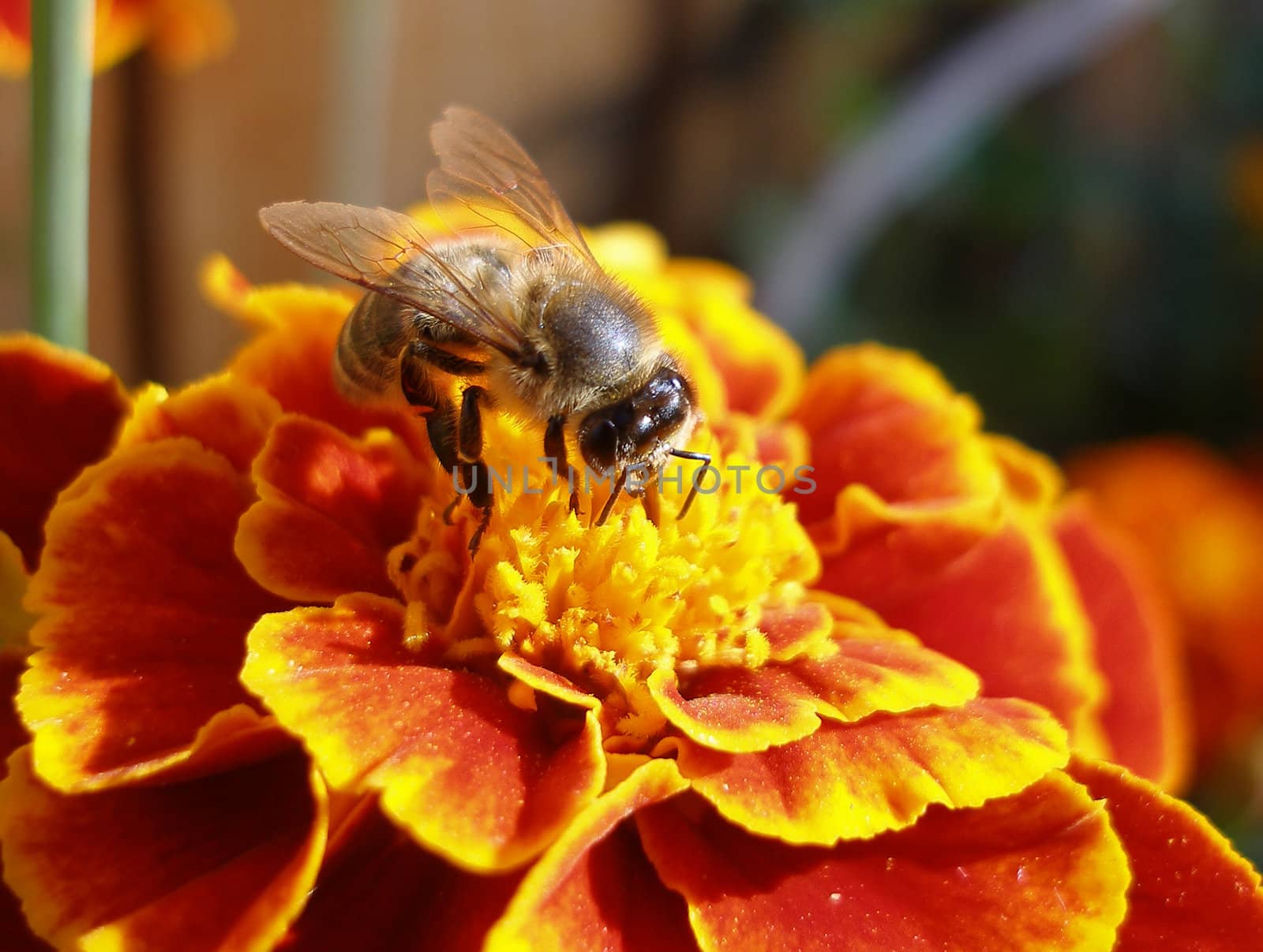 the small amusing bee sits on a flower and puts nectar