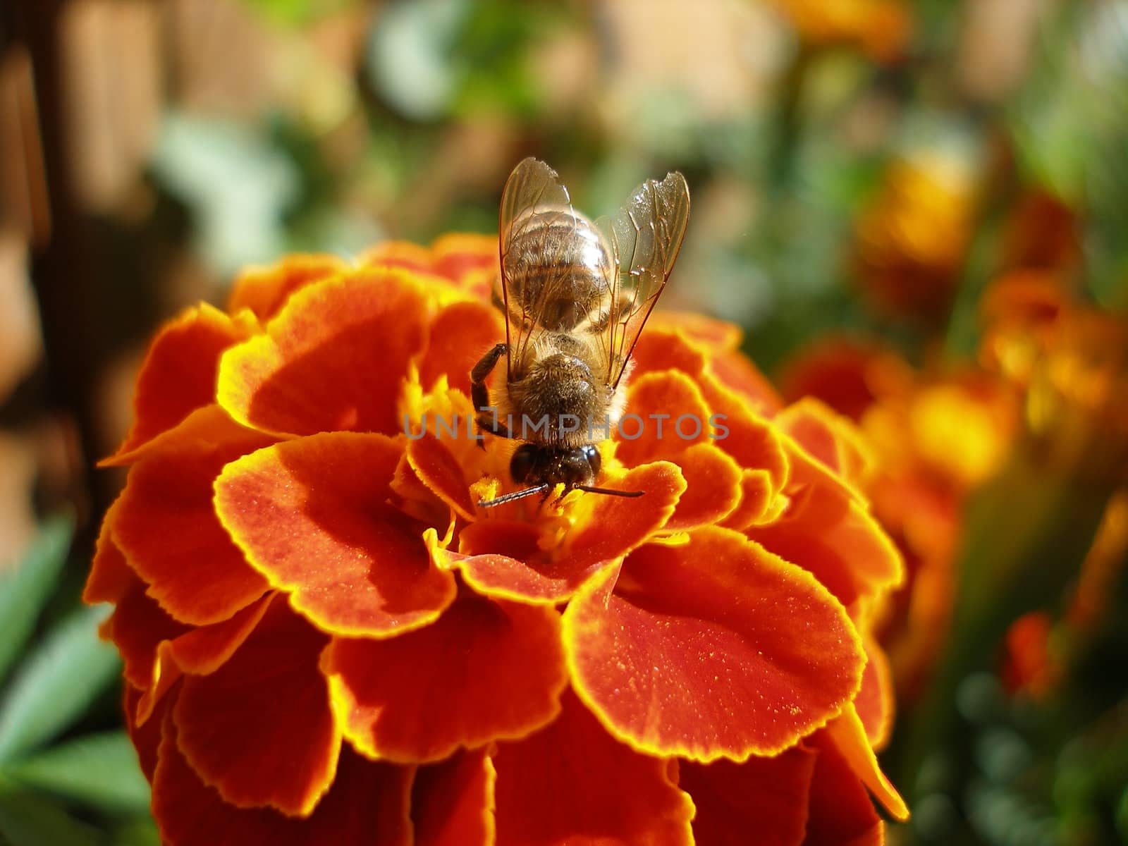 the small amusing bee sits on a flower and puts nectar
