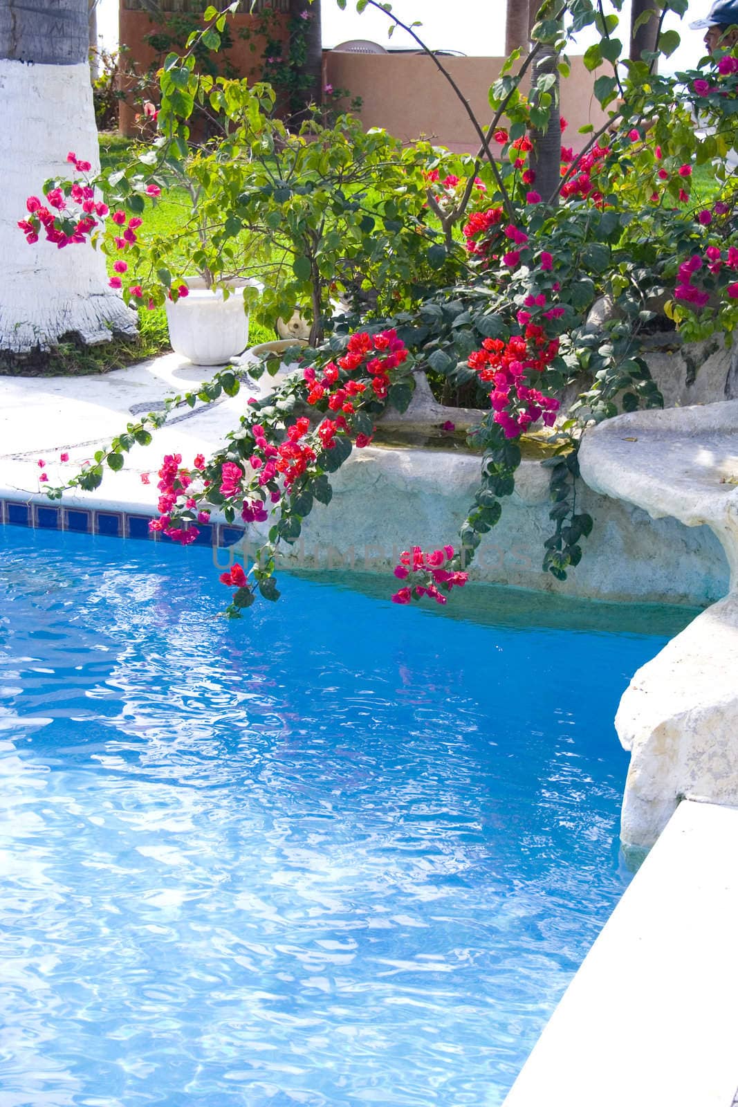 Beautiful blue pool surounded by plants an flowers