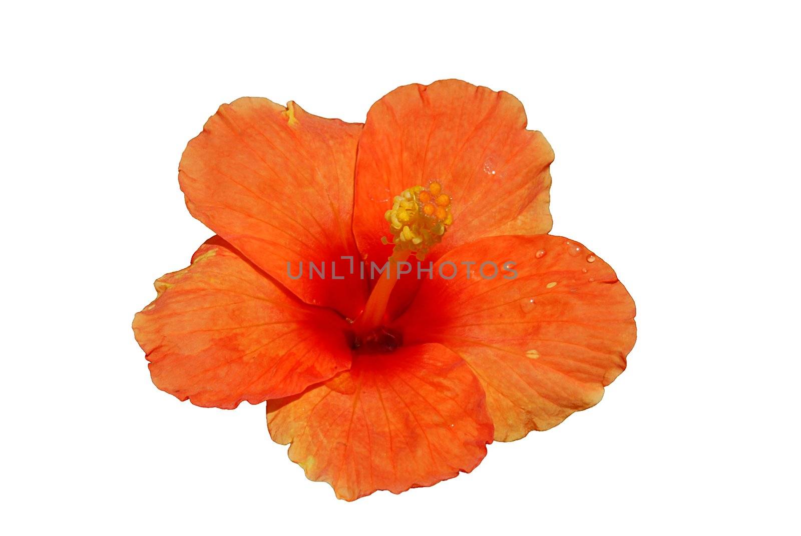 Orange hibiscus with drops of dew isolated