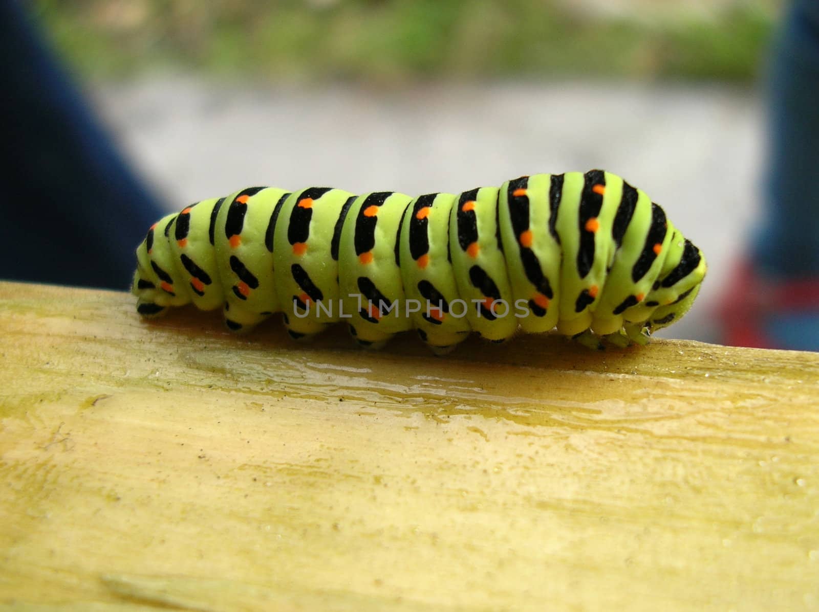 caterpillar by veronka72