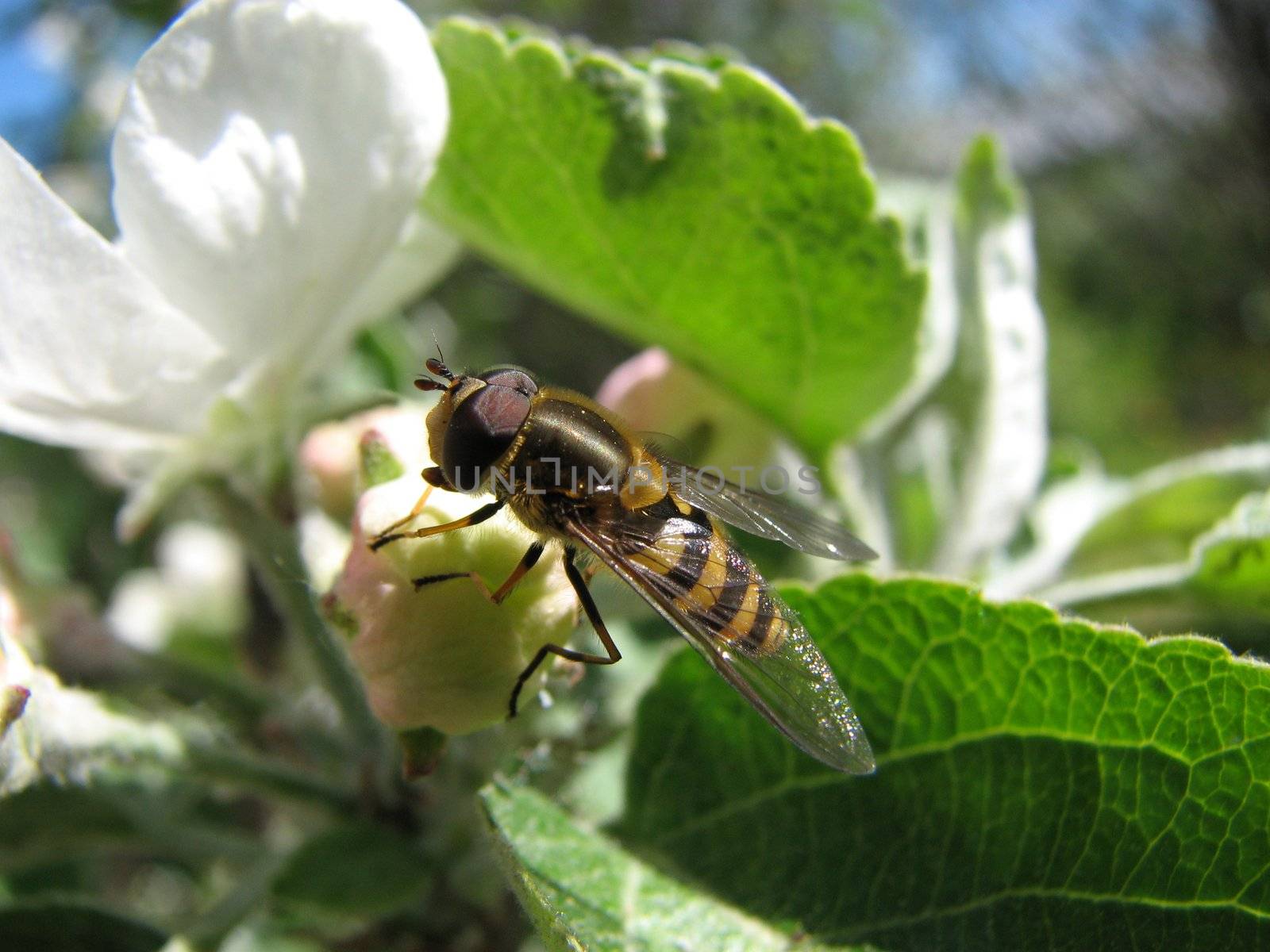 the small amusing bee sits on a flower and puts nectar