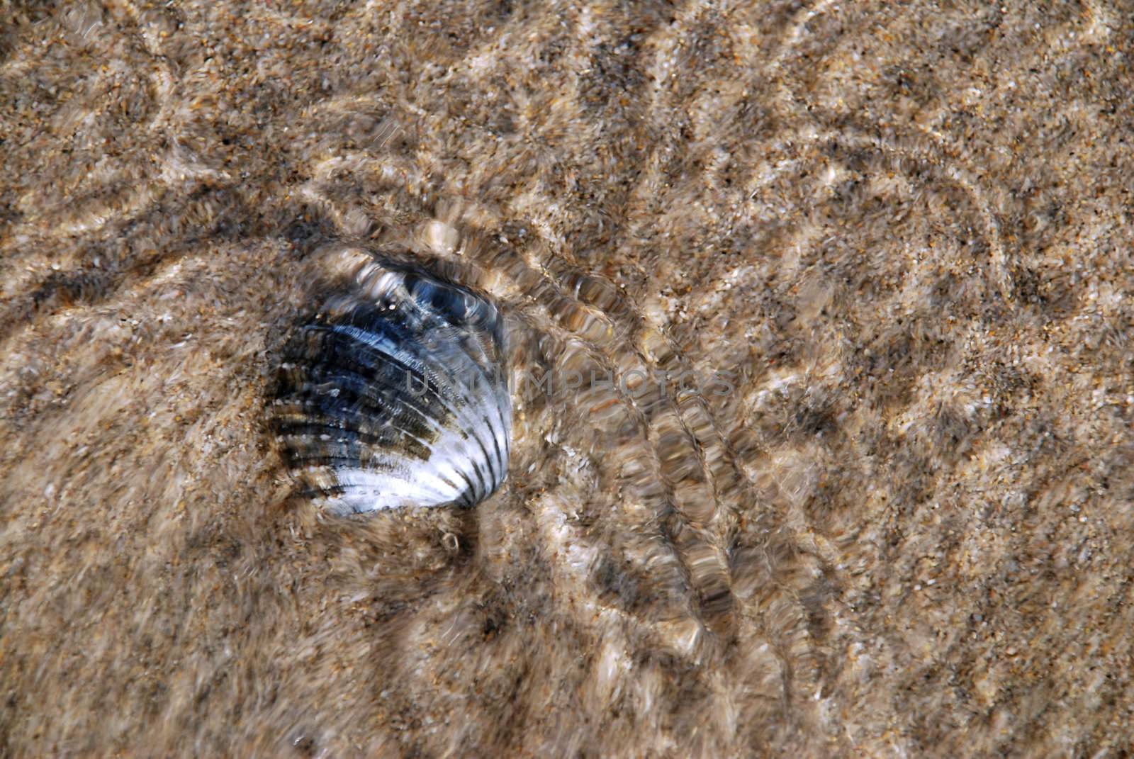Waves are playing with a shell on a sand