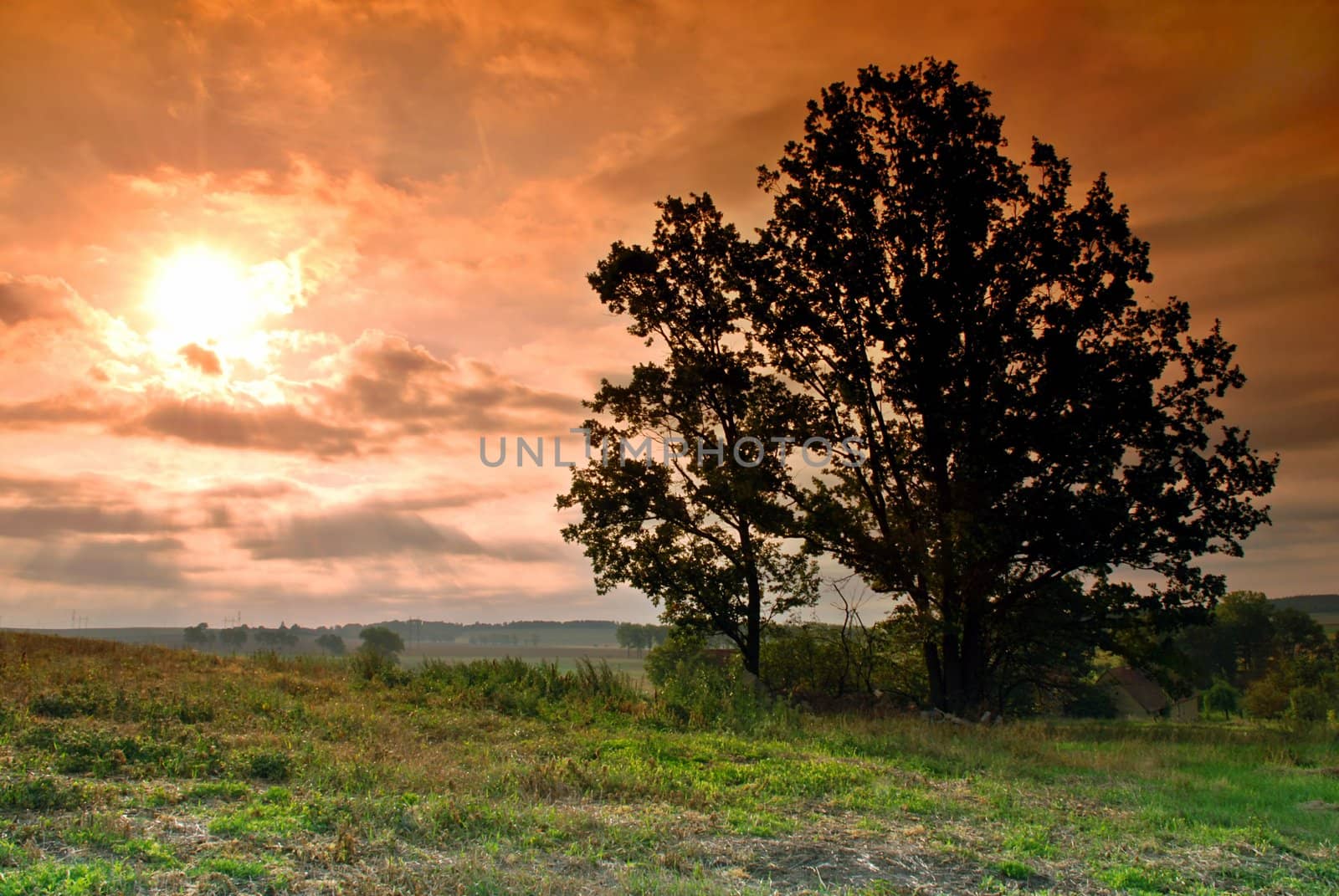 Nice sunrise in the country with the lonely tree