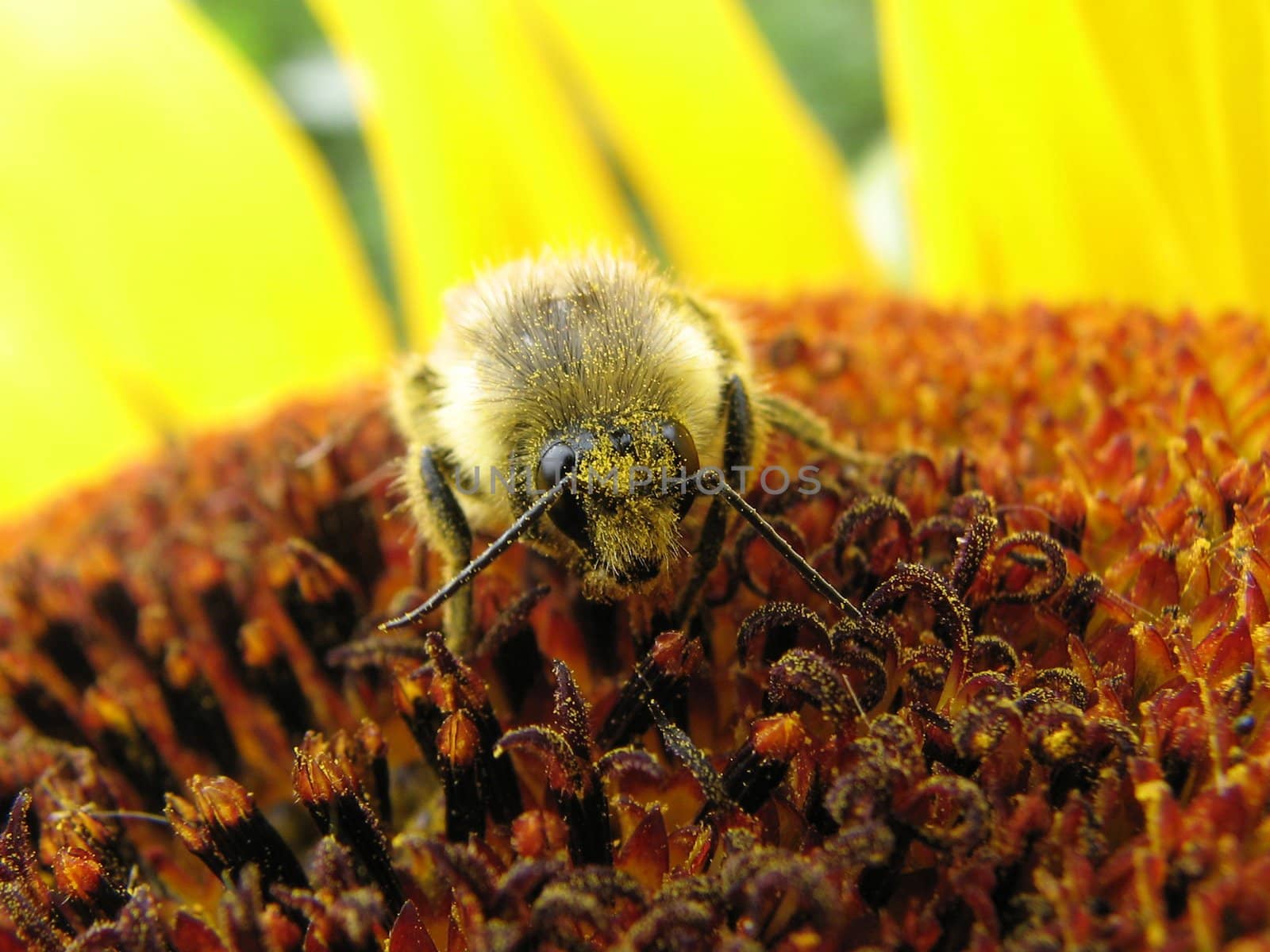 the small amusing bee sits on a flower and puts nectar