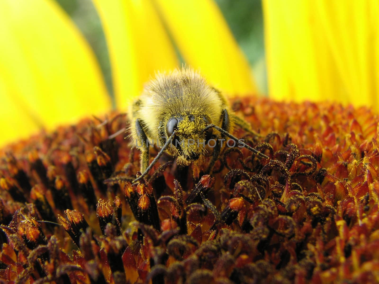 the small amusing bee sits on a flower and puts nectar