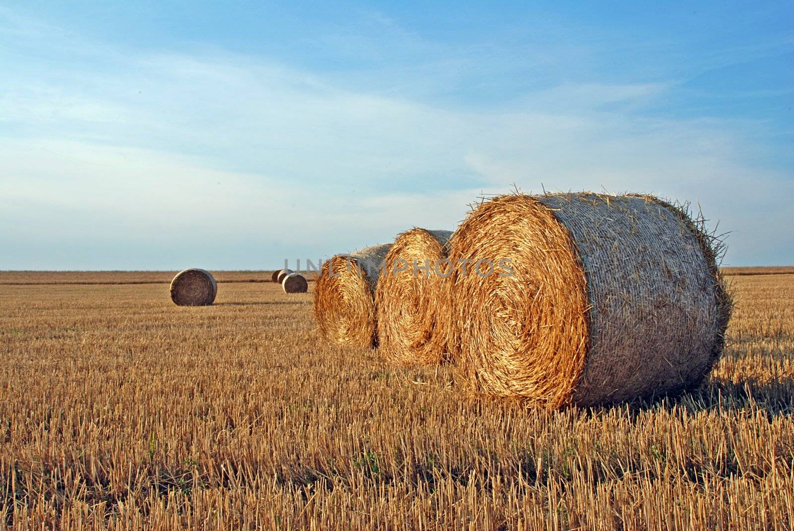 Field with straw rolls after the harvest