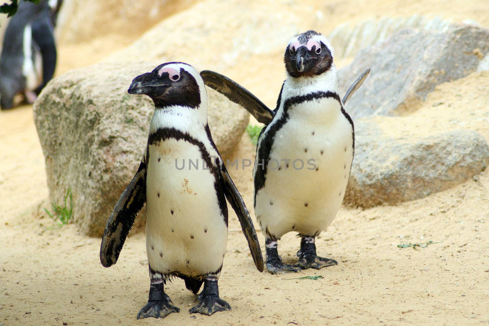 dwarf penguins